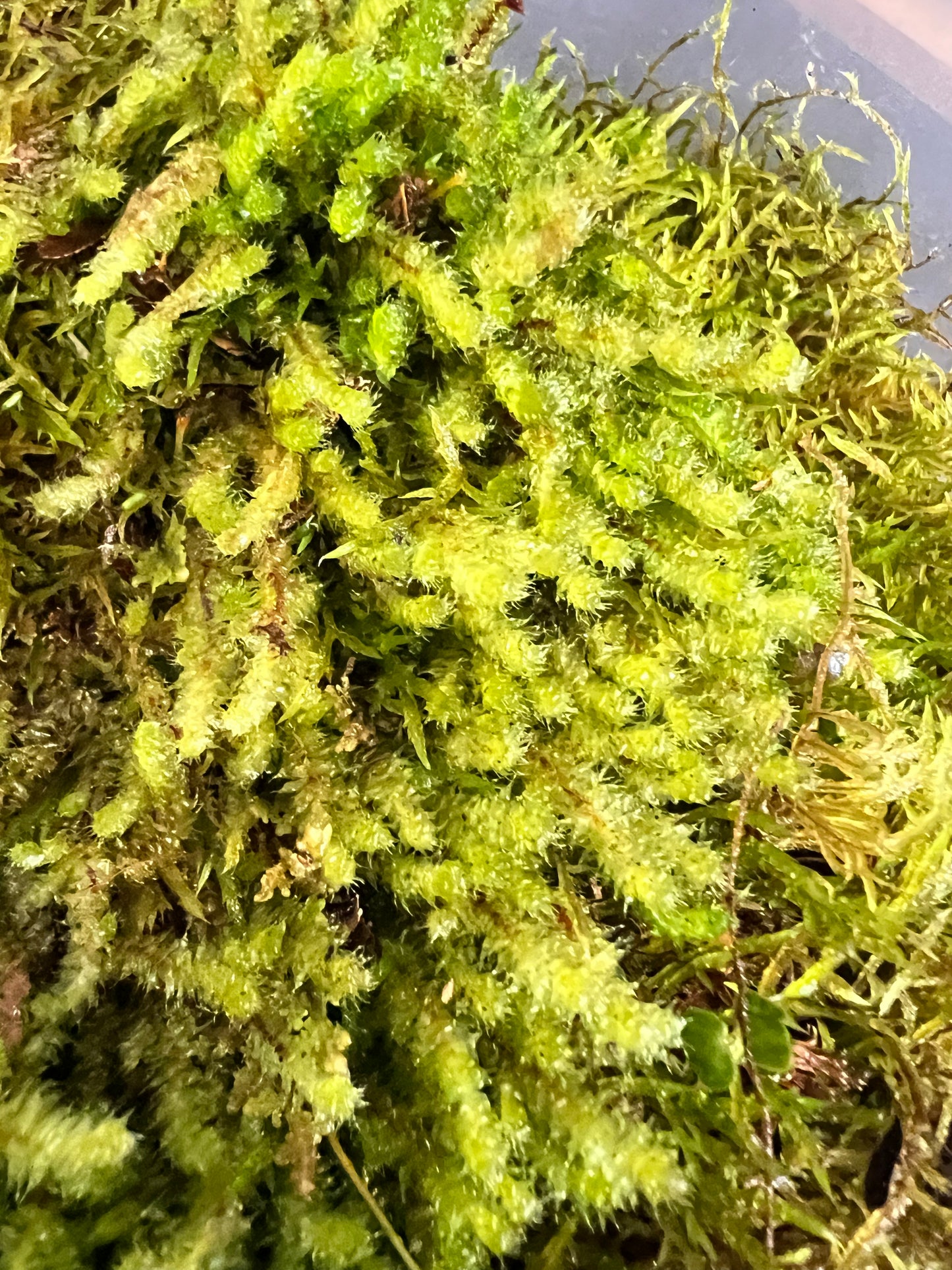 Pipe Cleaner Moss
Ptychomnion aciculare
