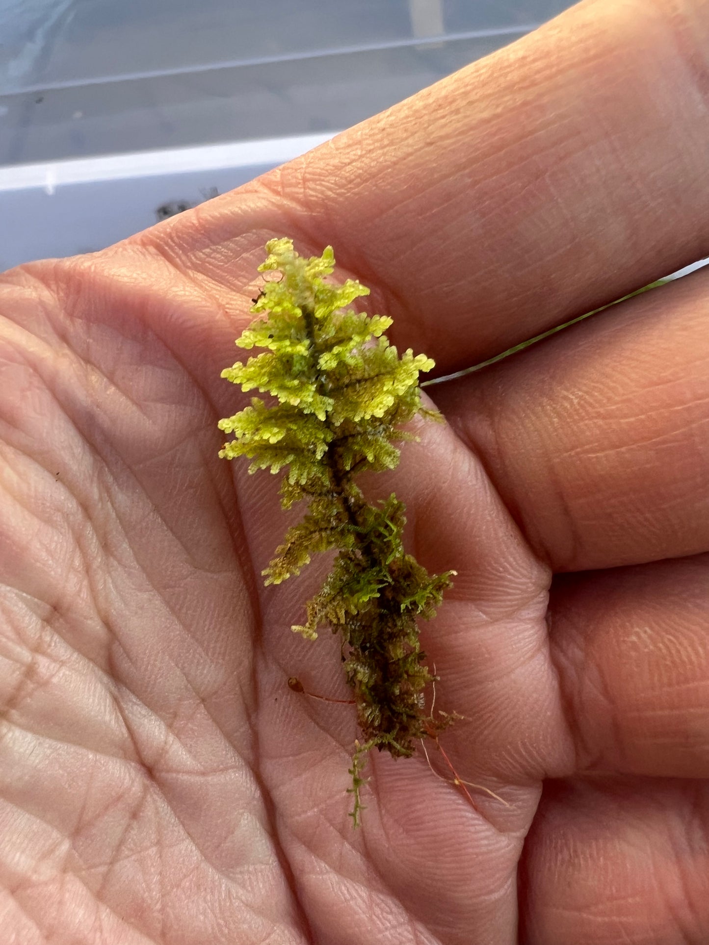 Fan Moss
Gackstroemia (Lepidolaenaceae)
