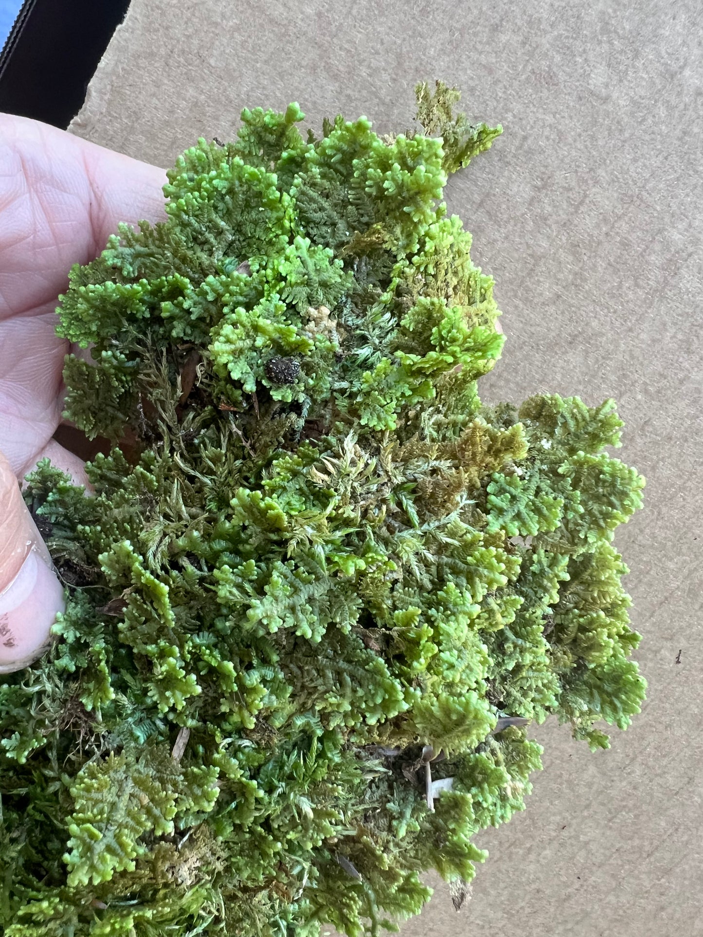 Fan Moss
Gackstroemia (Lepidolaenaceae)