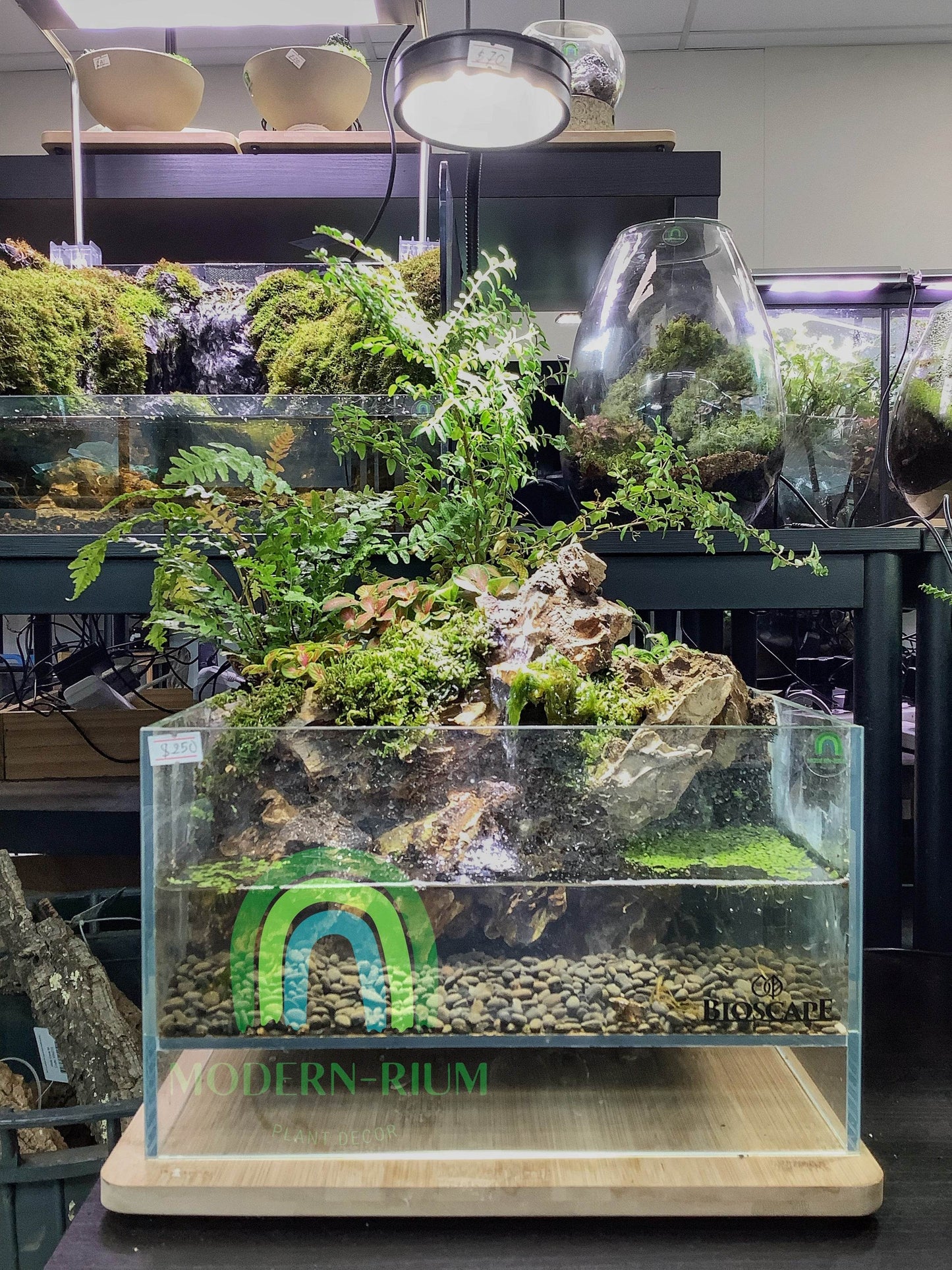Echo Falls – Paludarium Featuring Cascading Water and Mossy Rockscapes