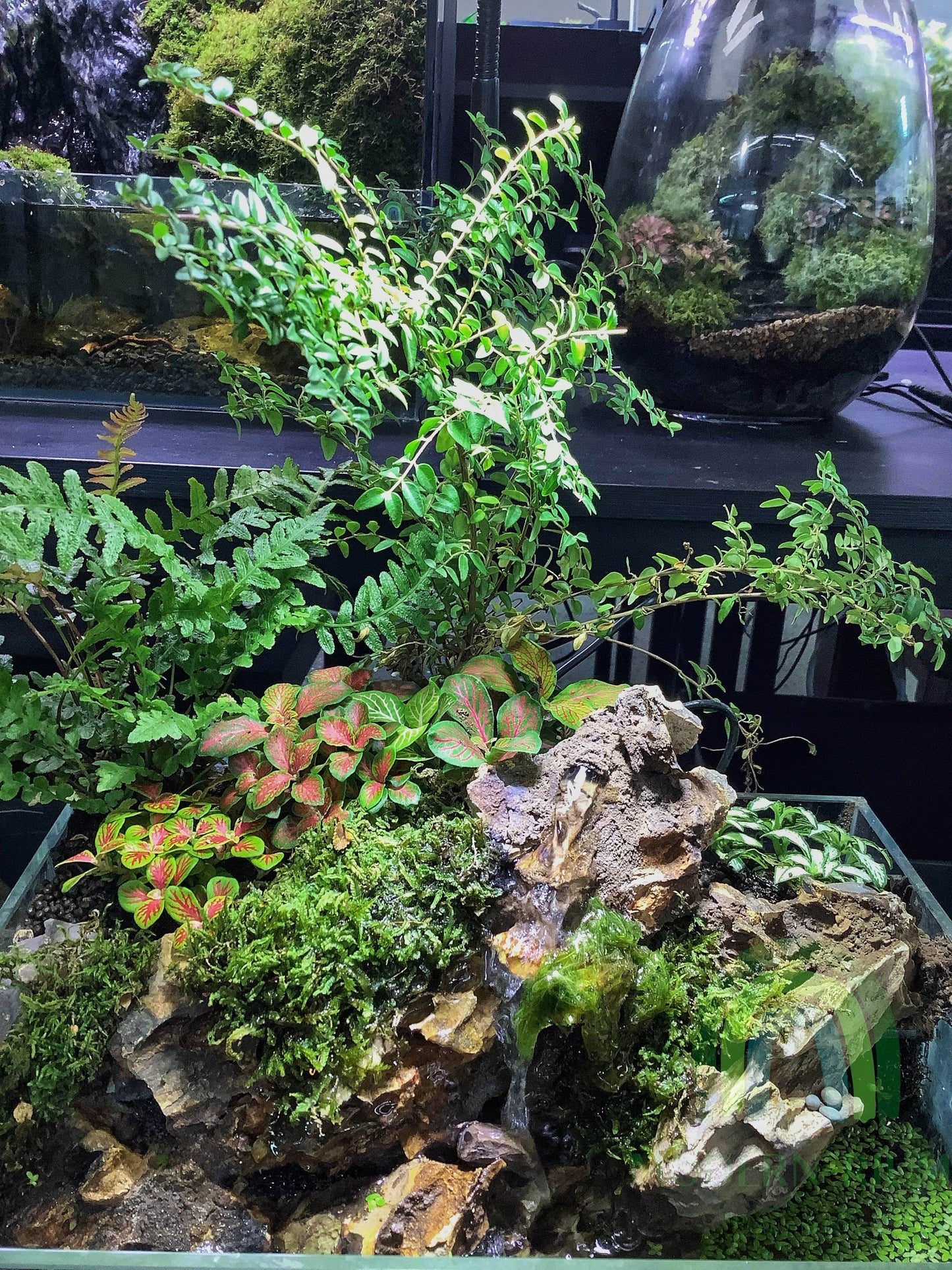 Echo Falls – Paludarium Featuring Cascading Water and Mossy Rockscapes
