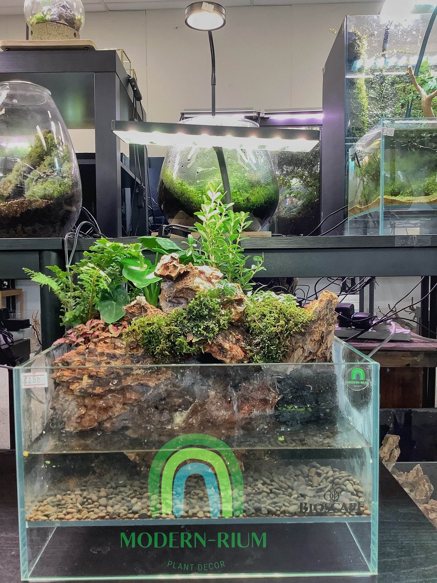 Forest Echo – Paludarium Inspired by Lush Woodland Layers