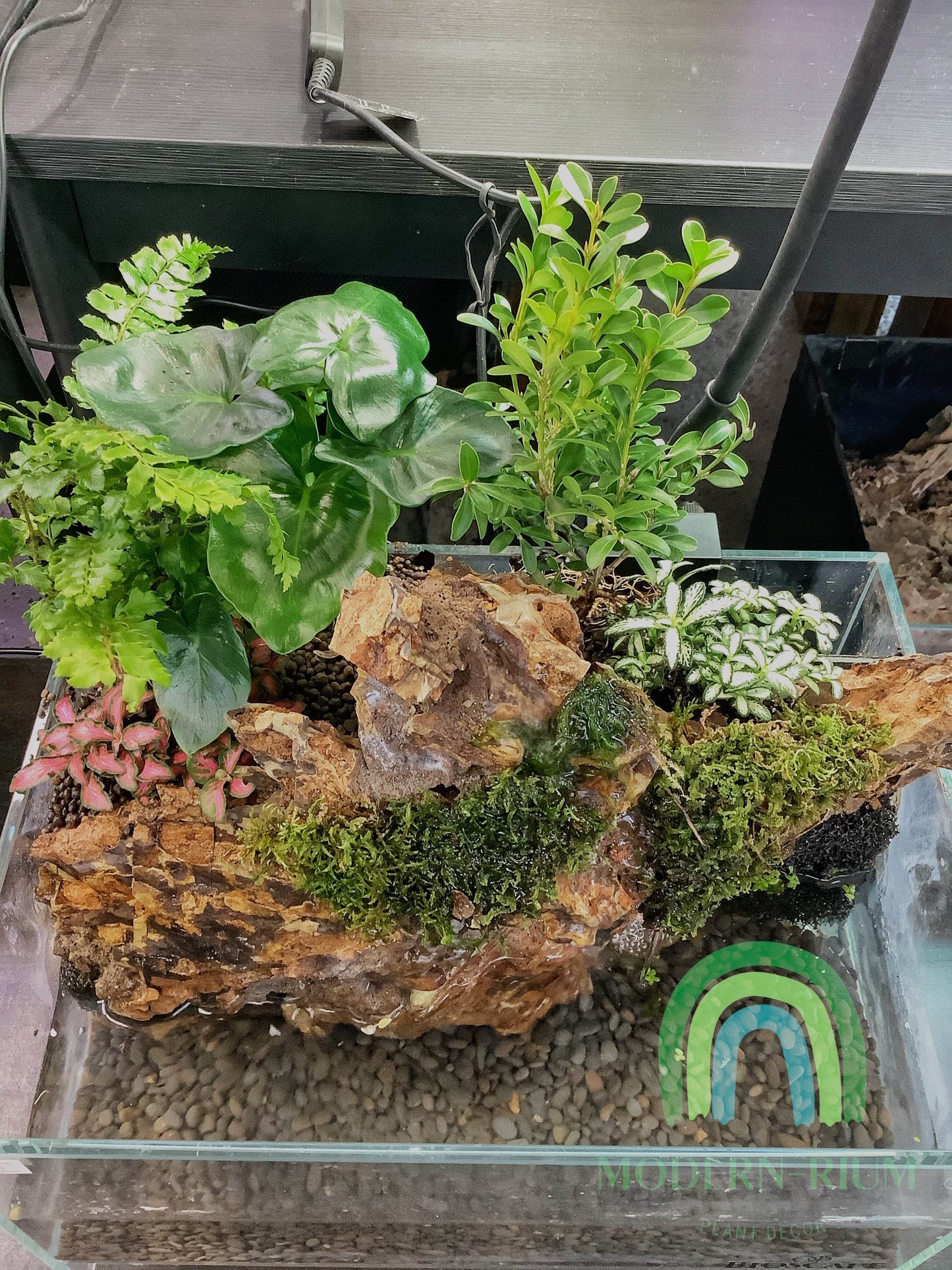 Forest Echo – Paludarium Inspired by Lush Woodland Layers