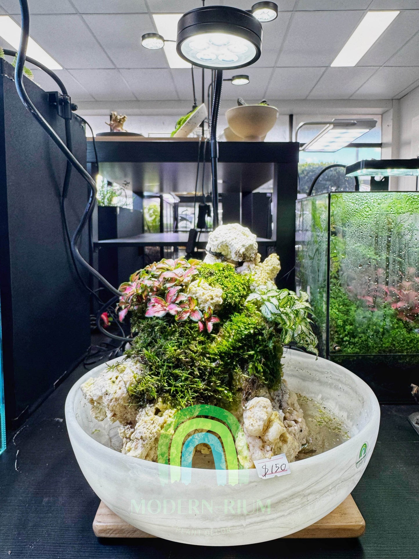 Cushion of Canopy – Paludarium with Waterfall Effects
