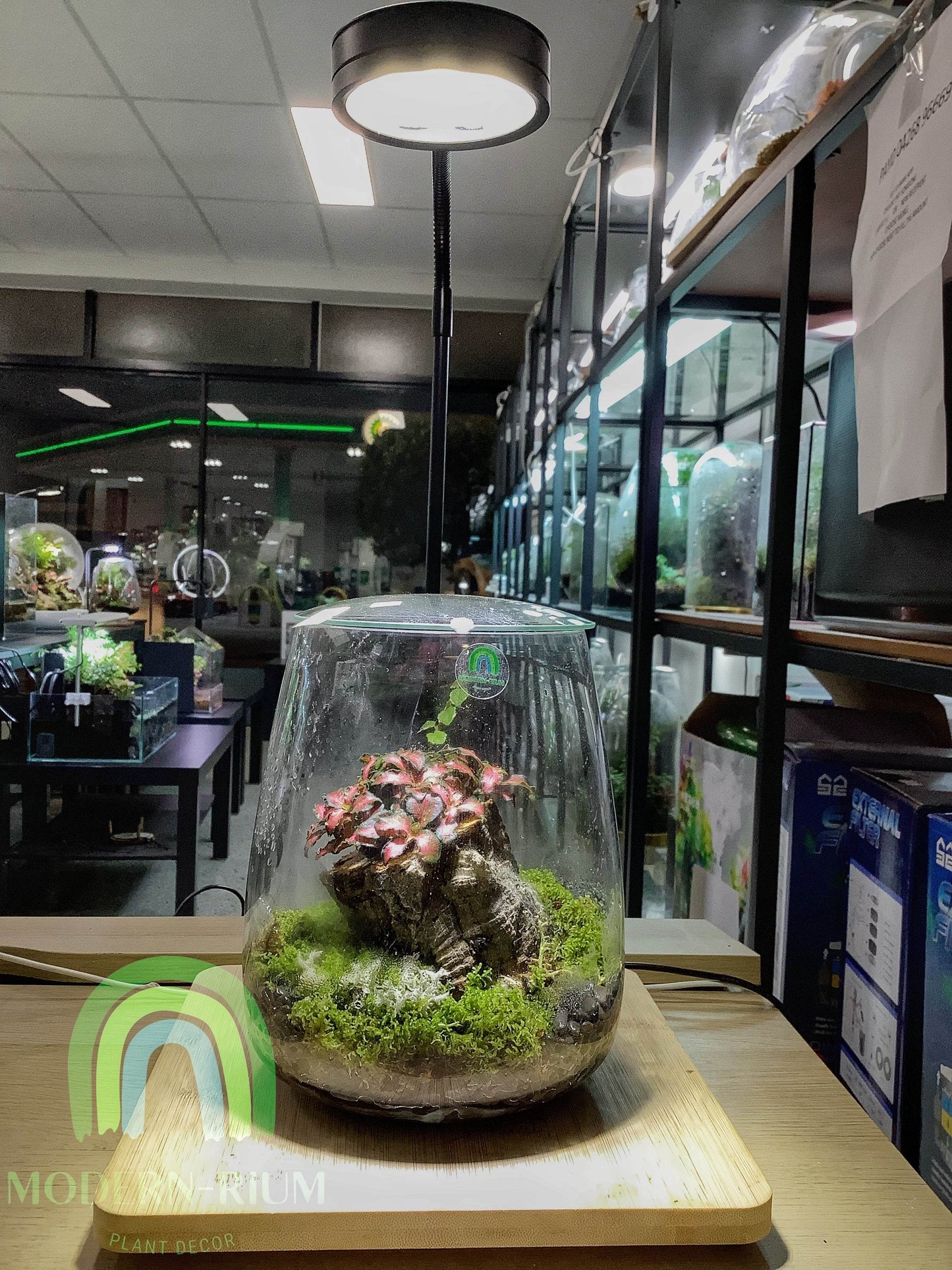 Whispering Canopy – Woodland Grove Terrarium in Tall Glass Cylinder