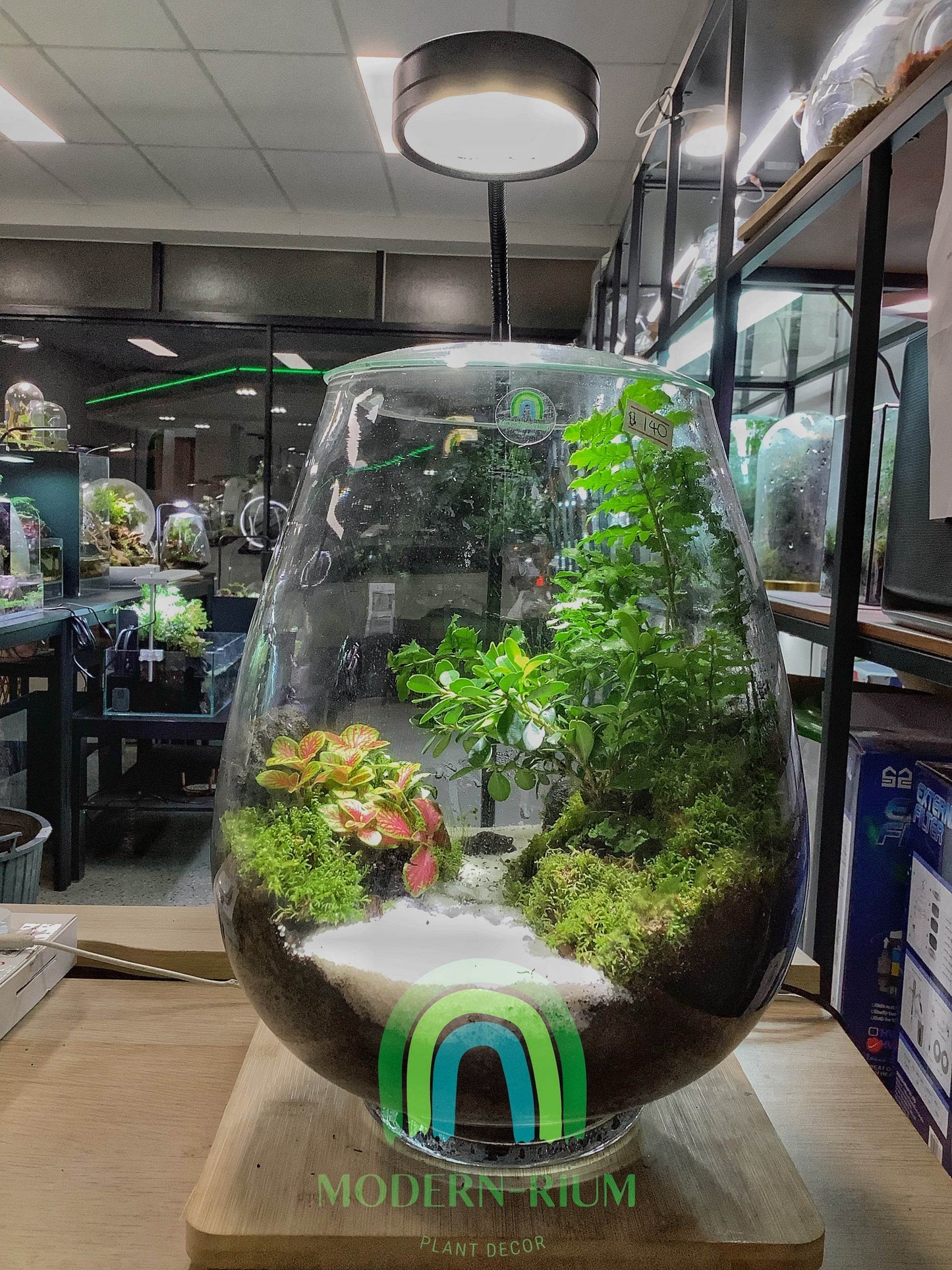Tranquil Highlands – Mossy Cliff Terrarium in Cylindrical Glass