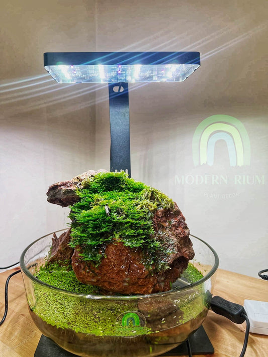 Mossy Oasis – Tranquil Paludarium with Lush Greenery and Moss Rock