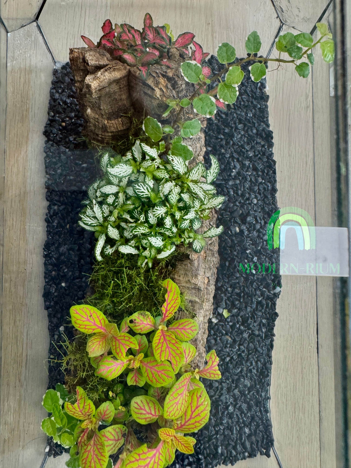 Sylva Arc – Geometric Woodland Terrarium