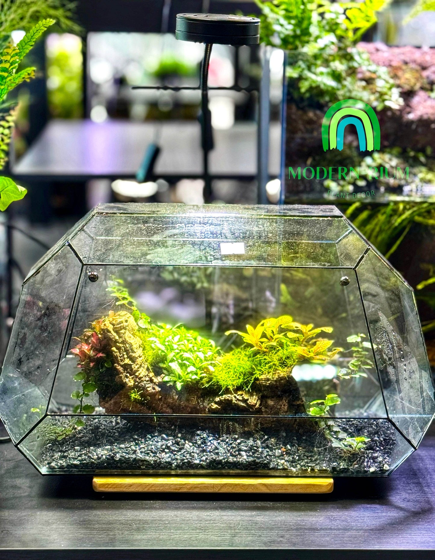 Sylva Arc – Geometric Woodland Terrarium