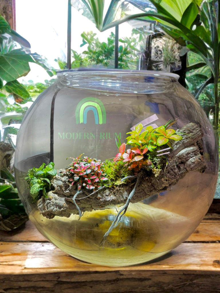 Leviosa – Hanging Driftwood Terrarium in Glass Orb