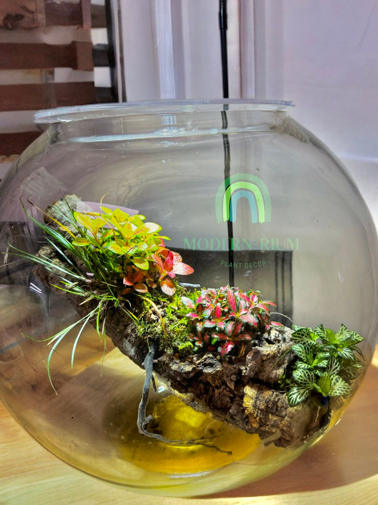 Leviosa – Hanging Driftwood Terrarium in Glass Orb 2