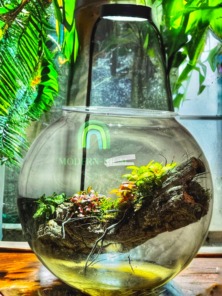 Leviosa – Hanging Driftwood Terrarium in Glass Orb