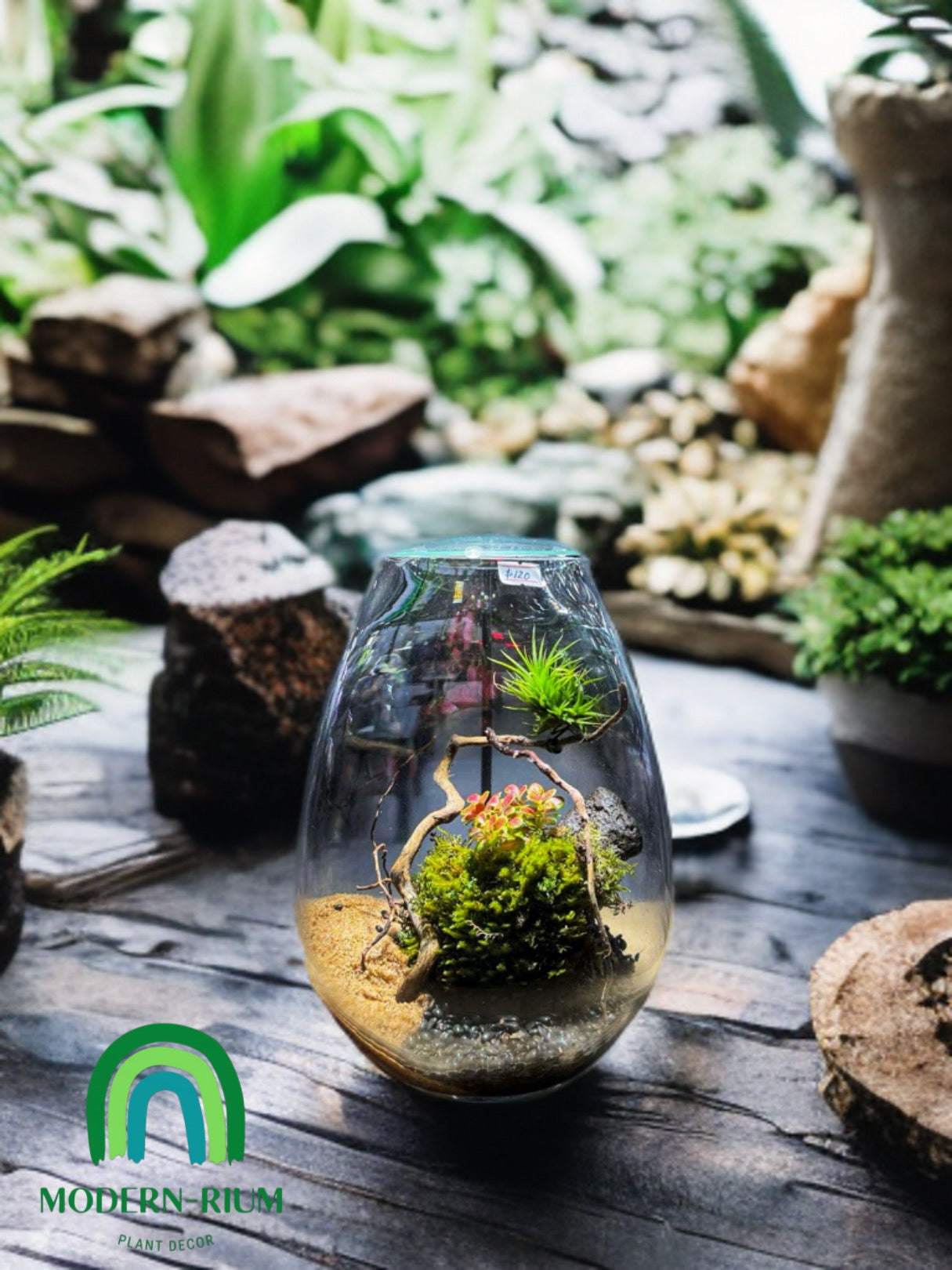 Oasis of Elevation – A Floating Garden Terrarium