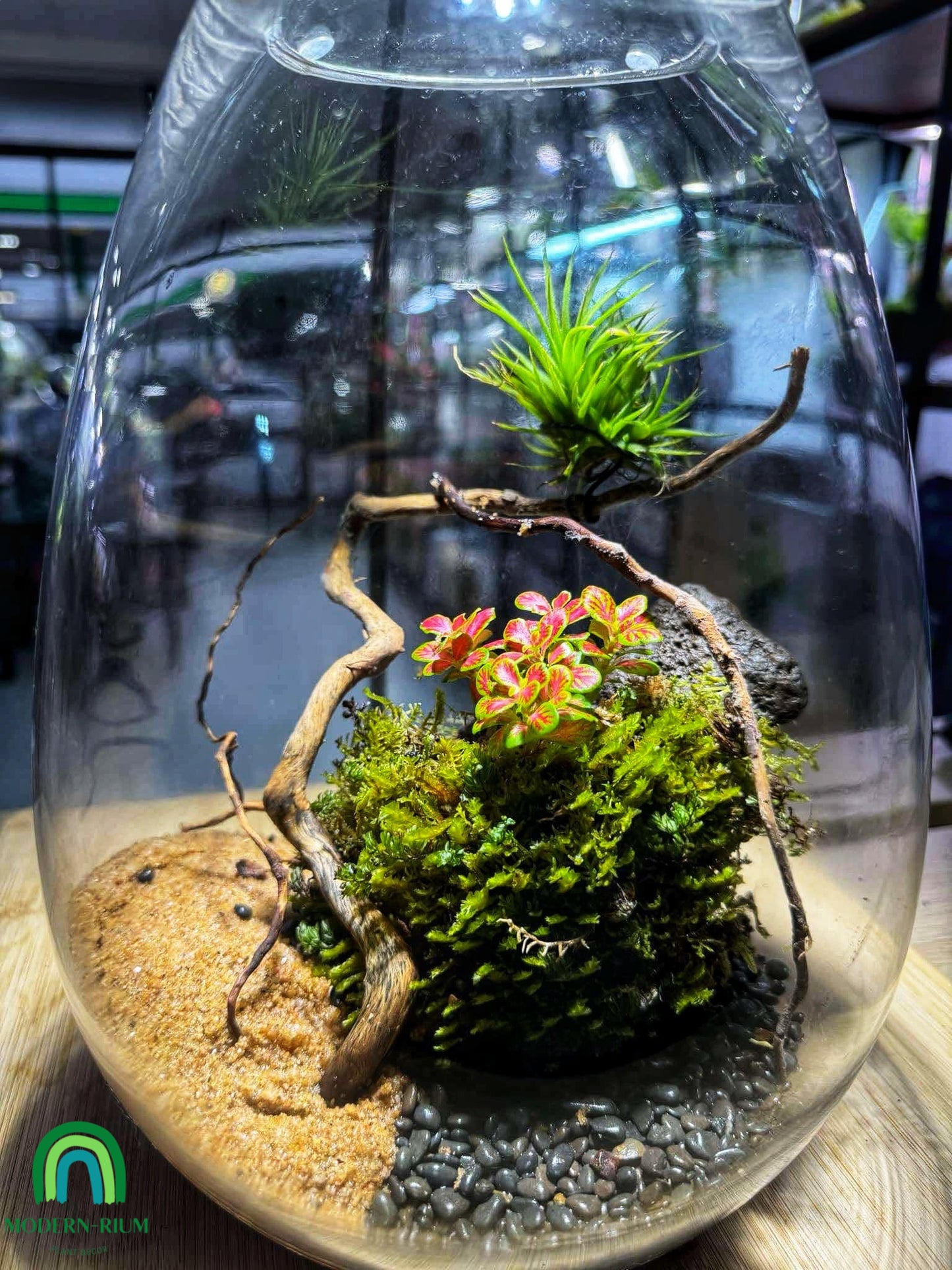 Oasis of Elevation – A Floating Garden Terrarium