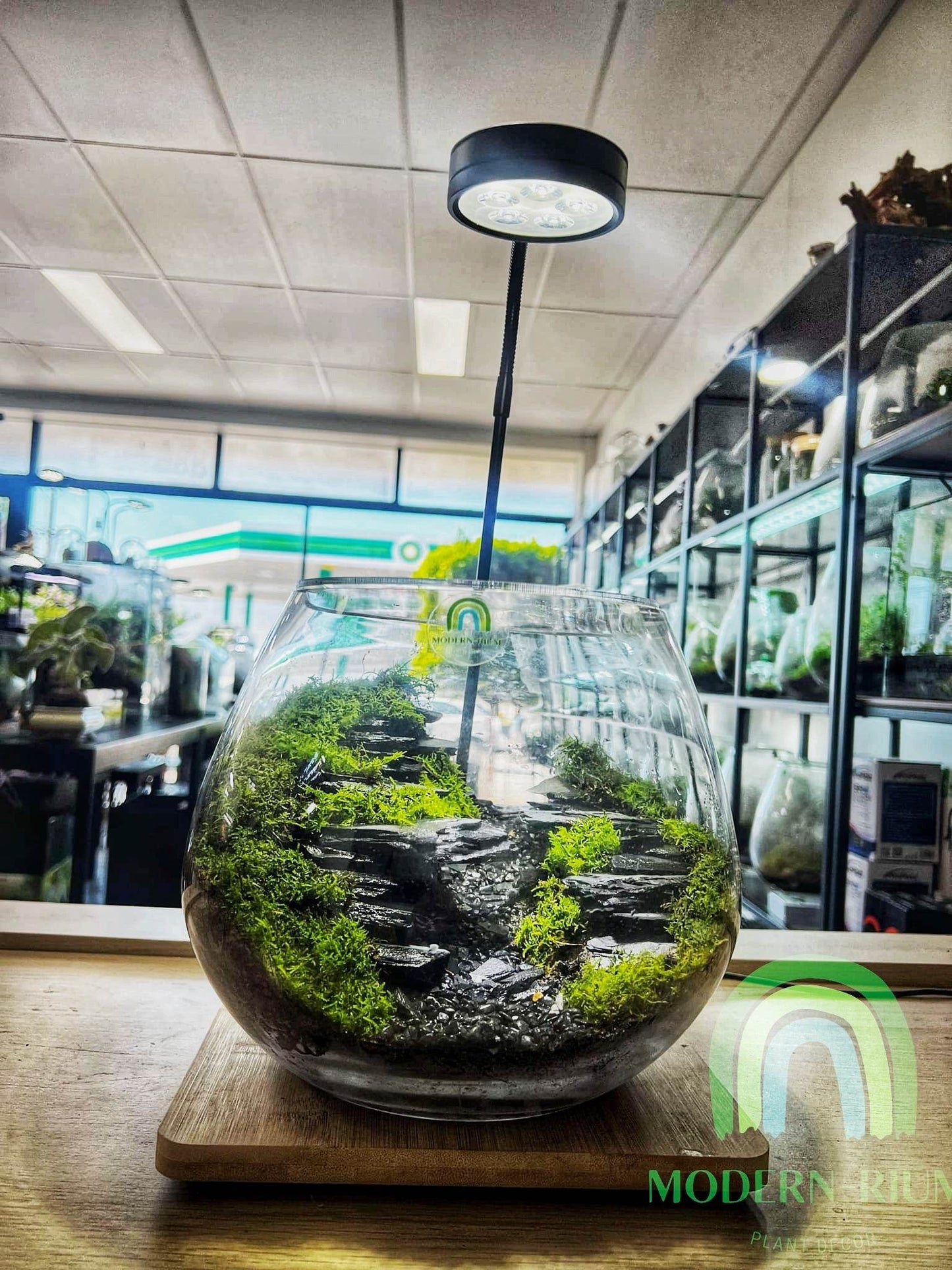 Forest Verge – Vertical Woodland Terrarium