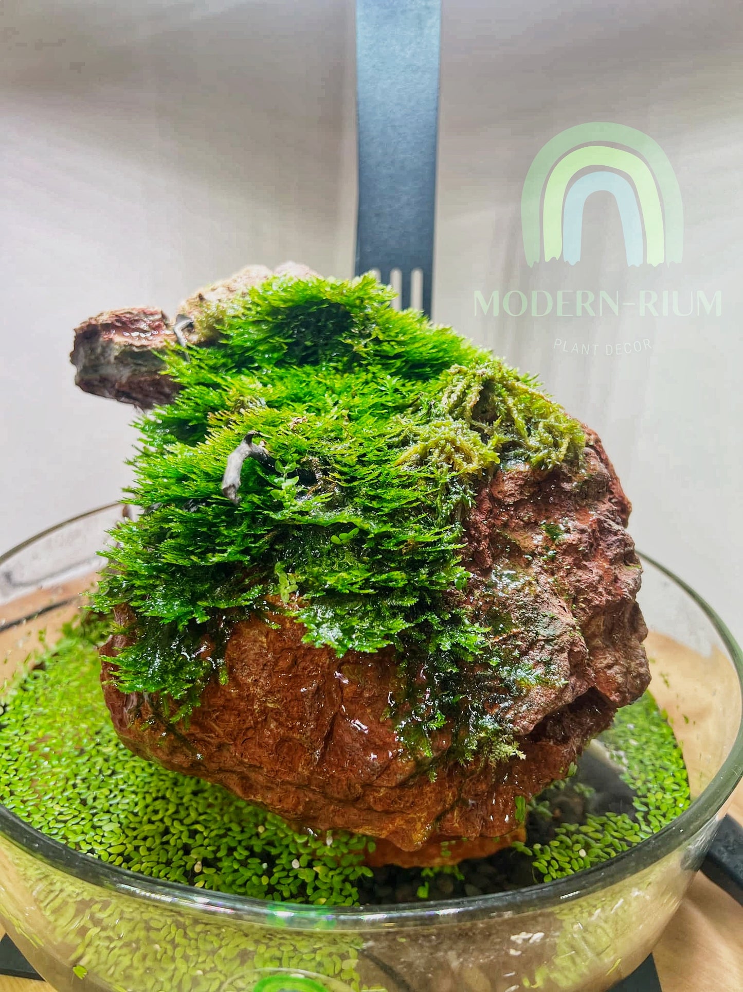 Mossy Oasis – Tranquil Paludarium with Lush Greenery and Moss Rock