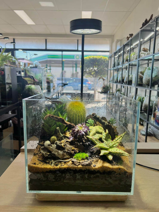 Mesa Mirage – Succulent Canyon Terrarium in Glass Cube