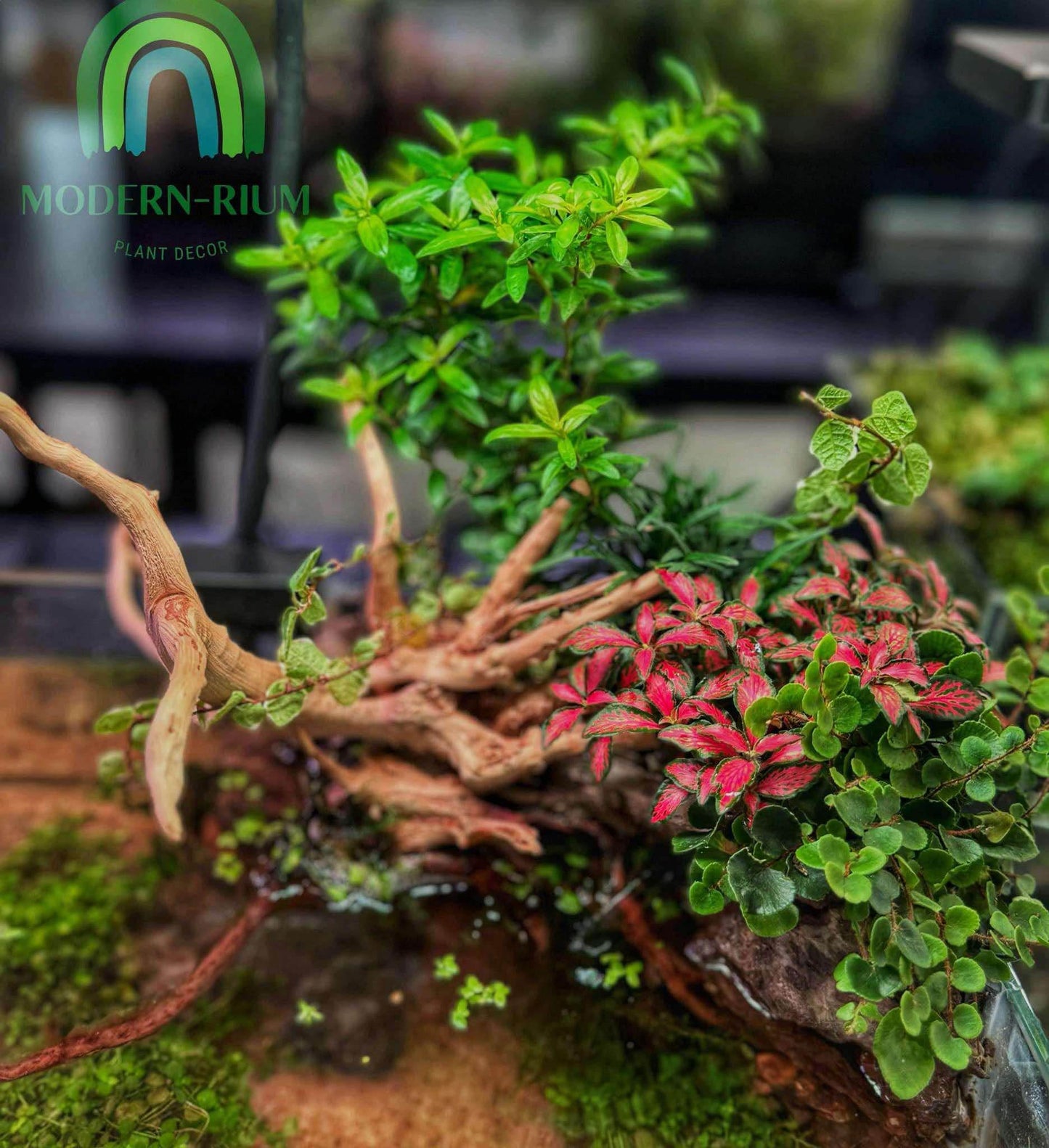 Riverstone Retreat – Half-Aquatic Forest Terrarium in Glass Tank