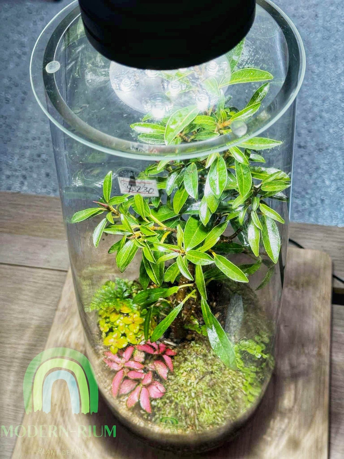 Redwood Rise – Cylindrical Forest Terrarium with Miniature Tree Canopy