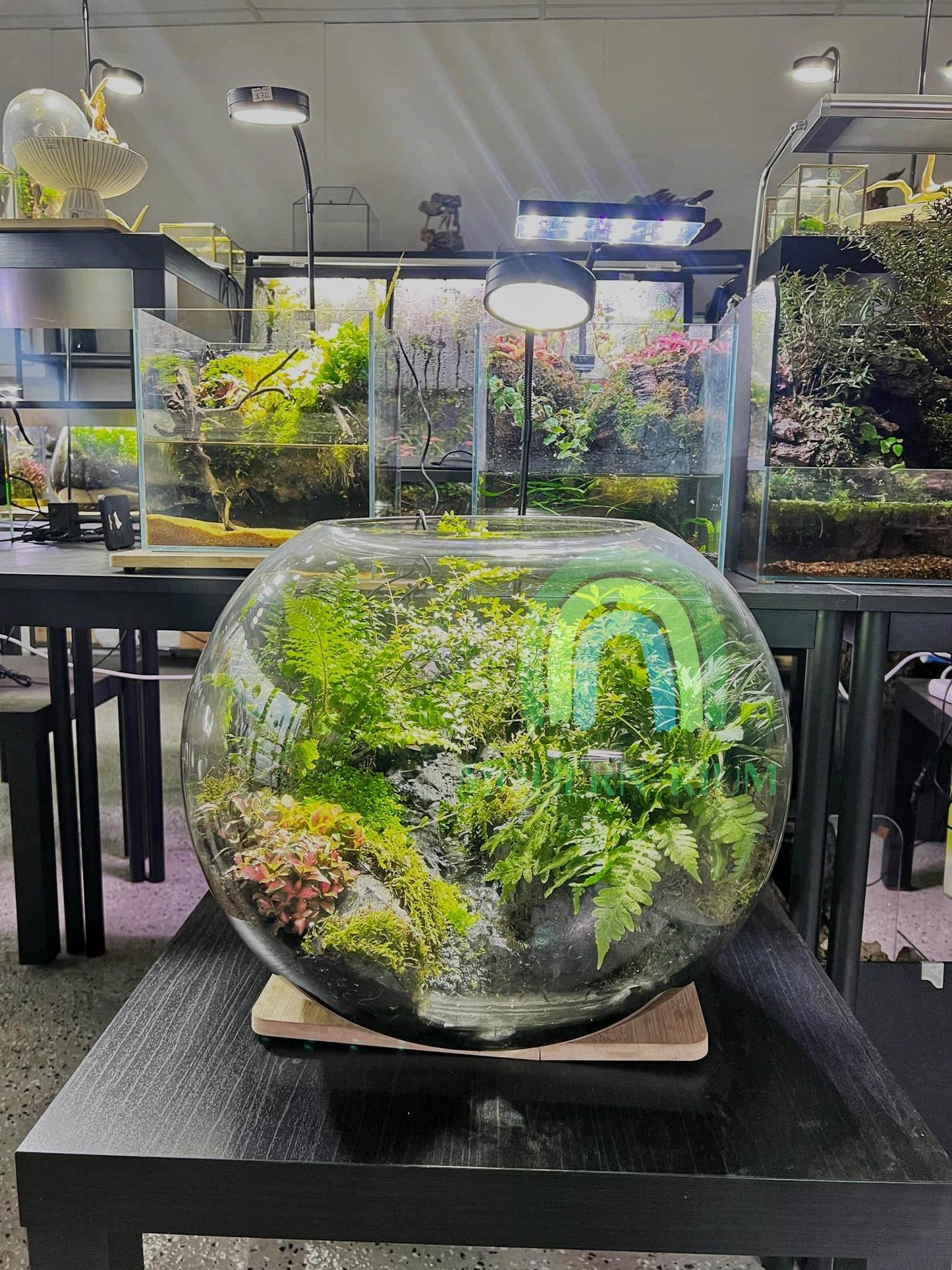 Emerald Hollow – Deep Forest Terrarium in Glass Orb with running stream