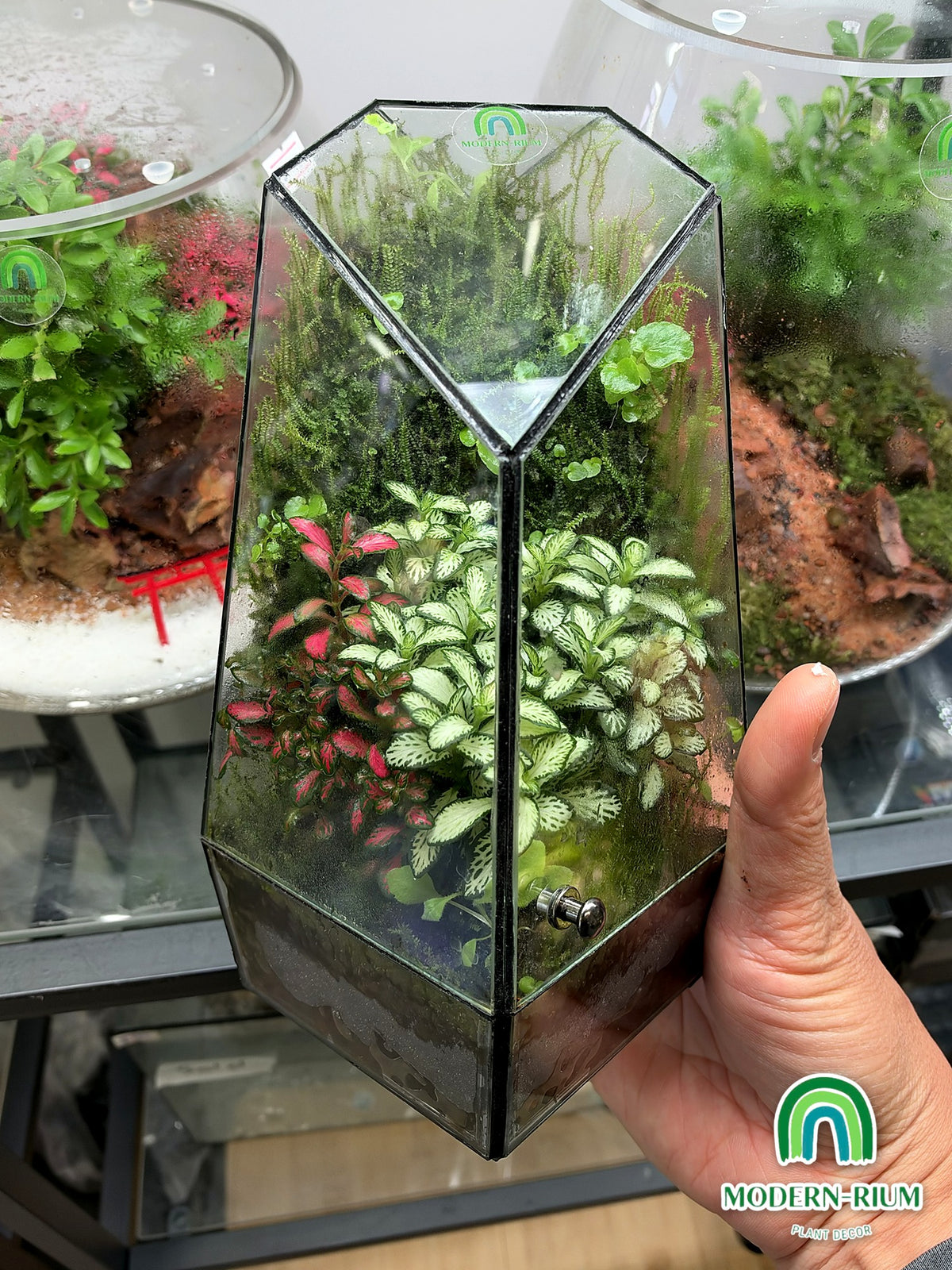 Emerald Prism ready-made terrarium – view 4