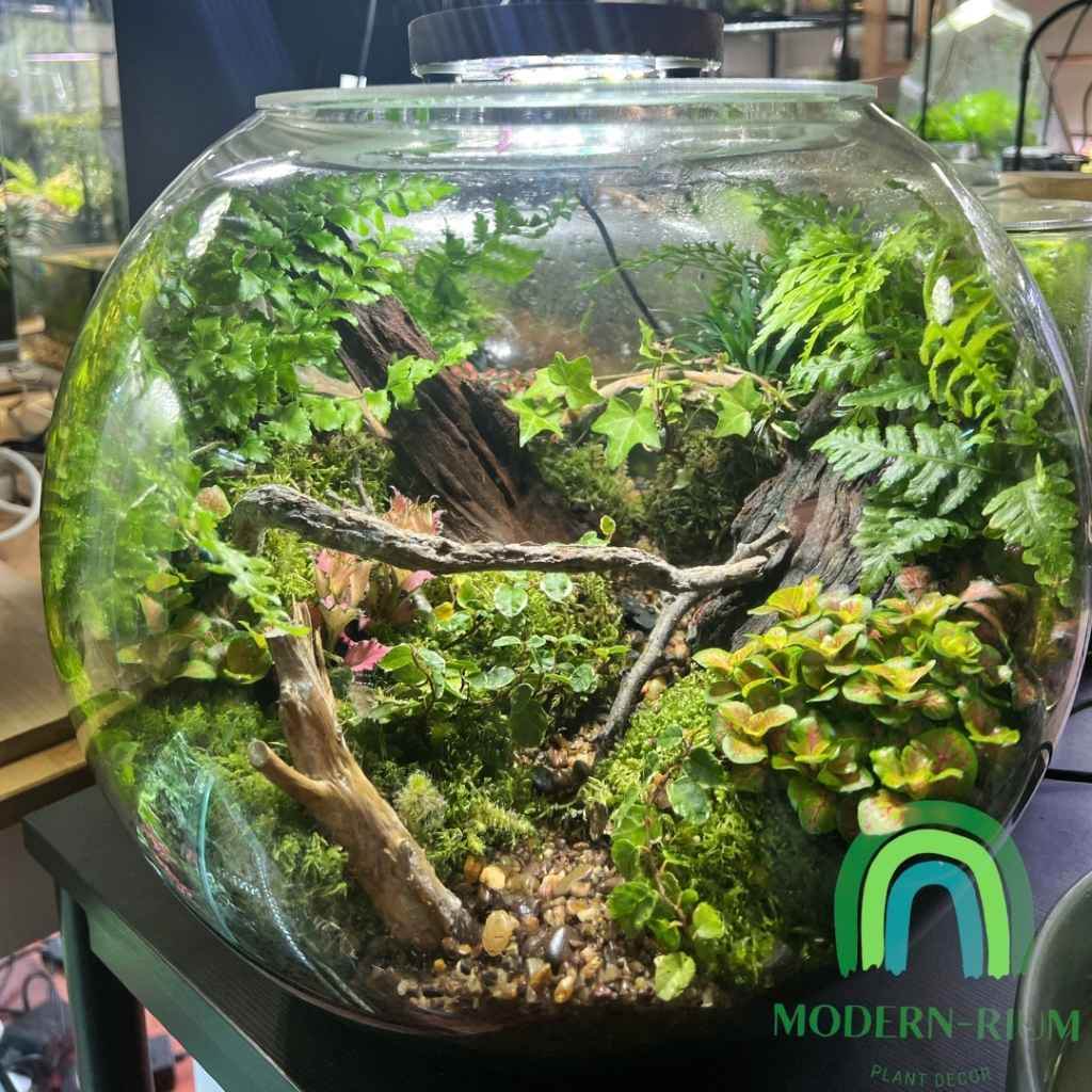 DIY Terrarium Kit 35cm Fishbowl Terrarium DIY Kit with Lid