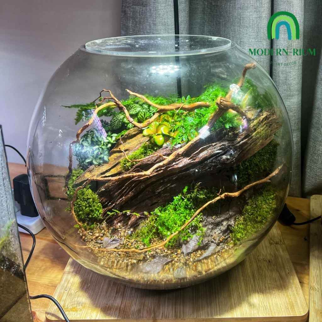 DIY Terrarium Kit 35cm Fishbowl Terrarium DIY Kit with Lid