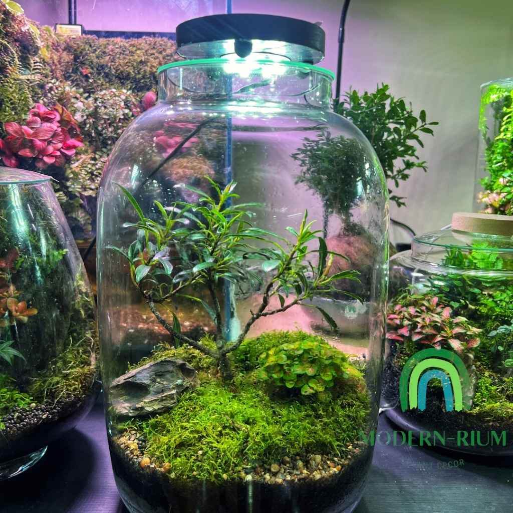 DIY Terrarium Kit 34x20cm Glass Jar Terrarium DIY Kit with Lid
