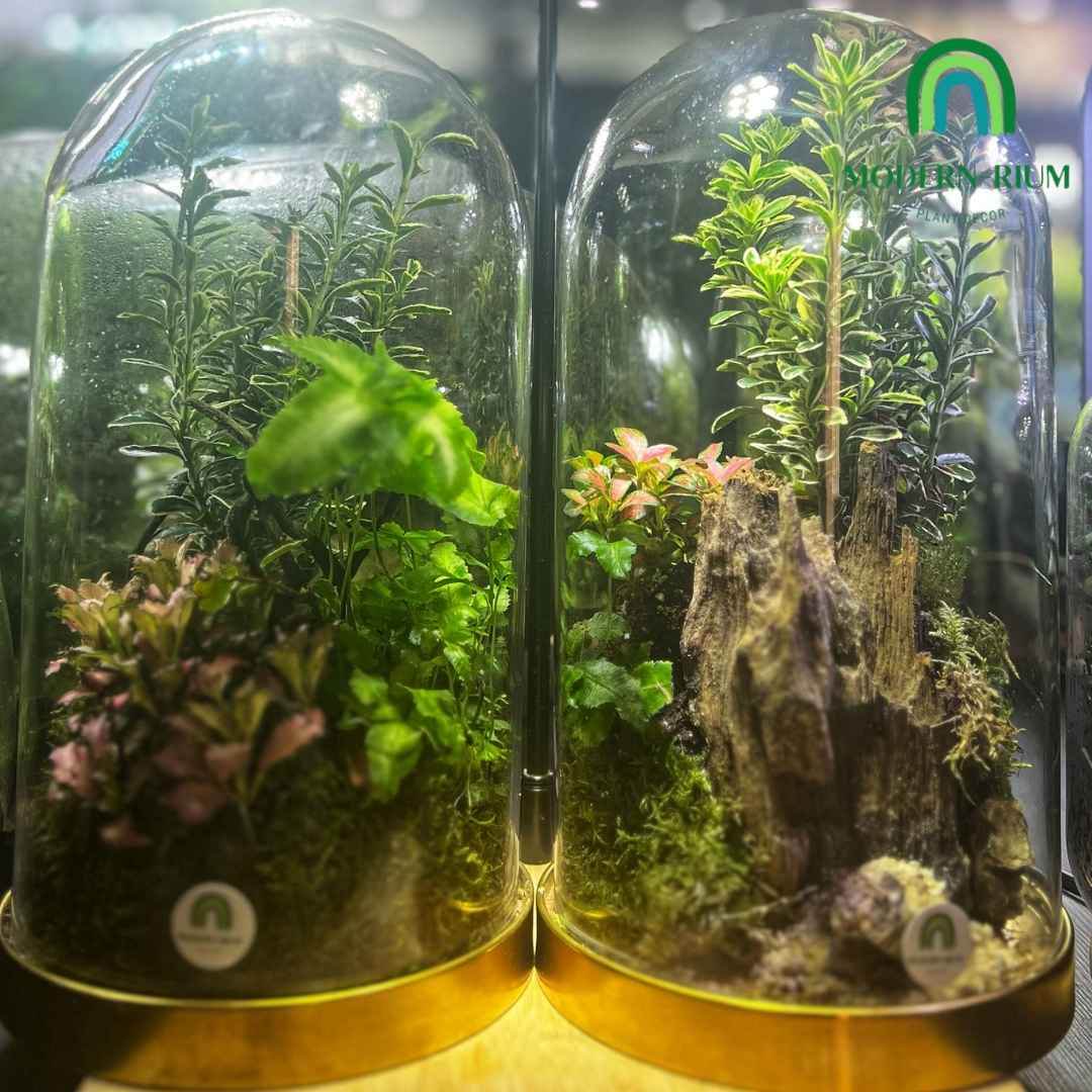 DIY Terrarium Kit 30cm Golden Dome Terrarium DIY Kit