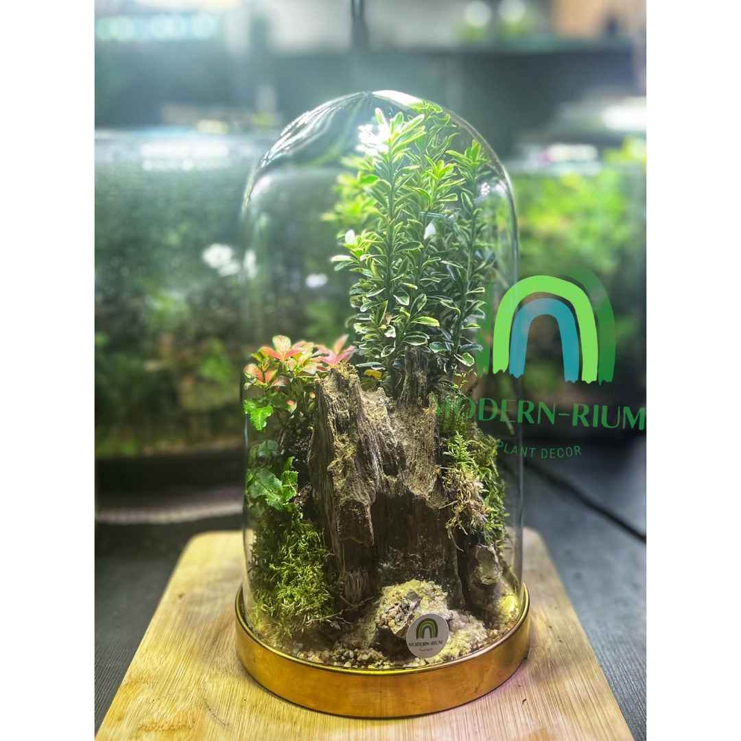 DIY Terrarium Kit 30cm Golden Dome Terrarium DIY Kit