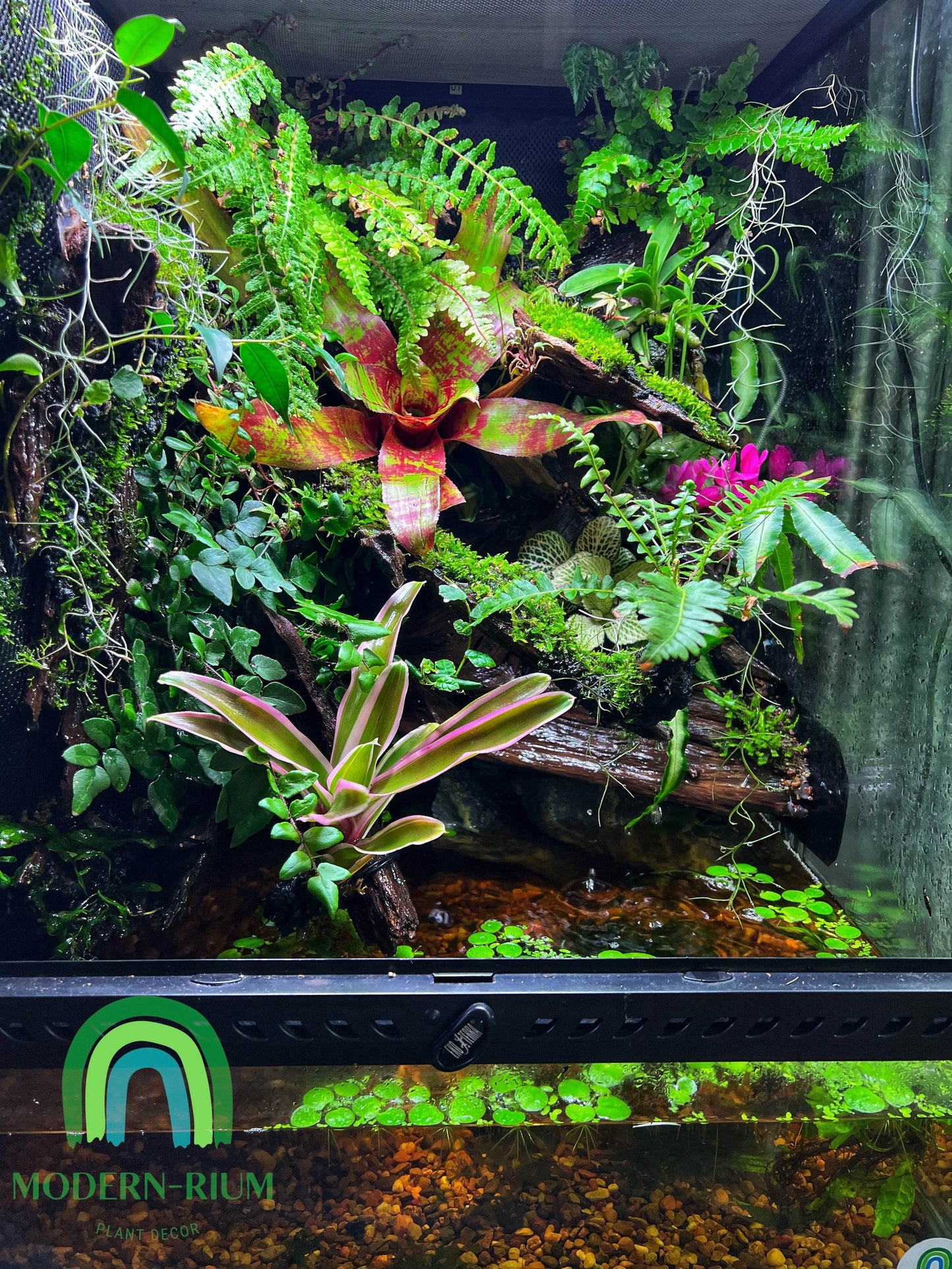 Vivarium Terrarium PaludariumVivarium Terrarium Paludarium