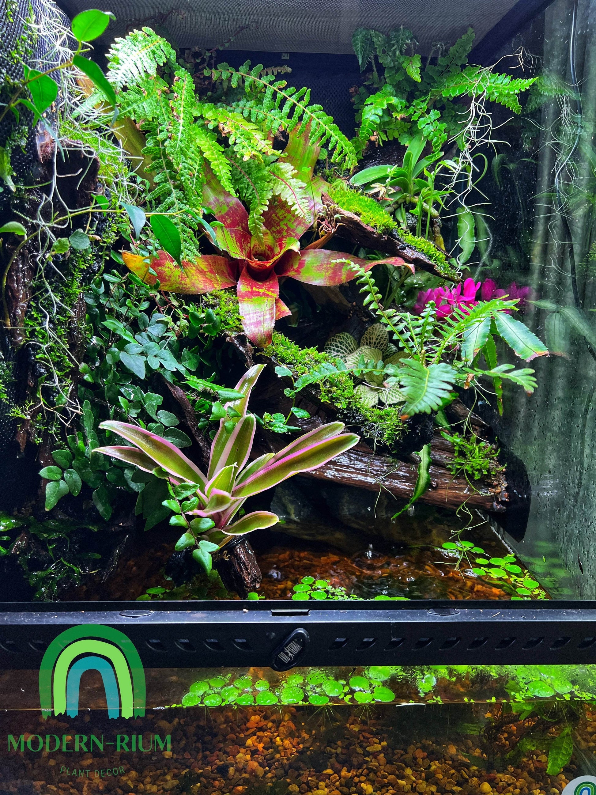 Vivarium Terrarium PaludariumVivarium Terrarium Paludarium