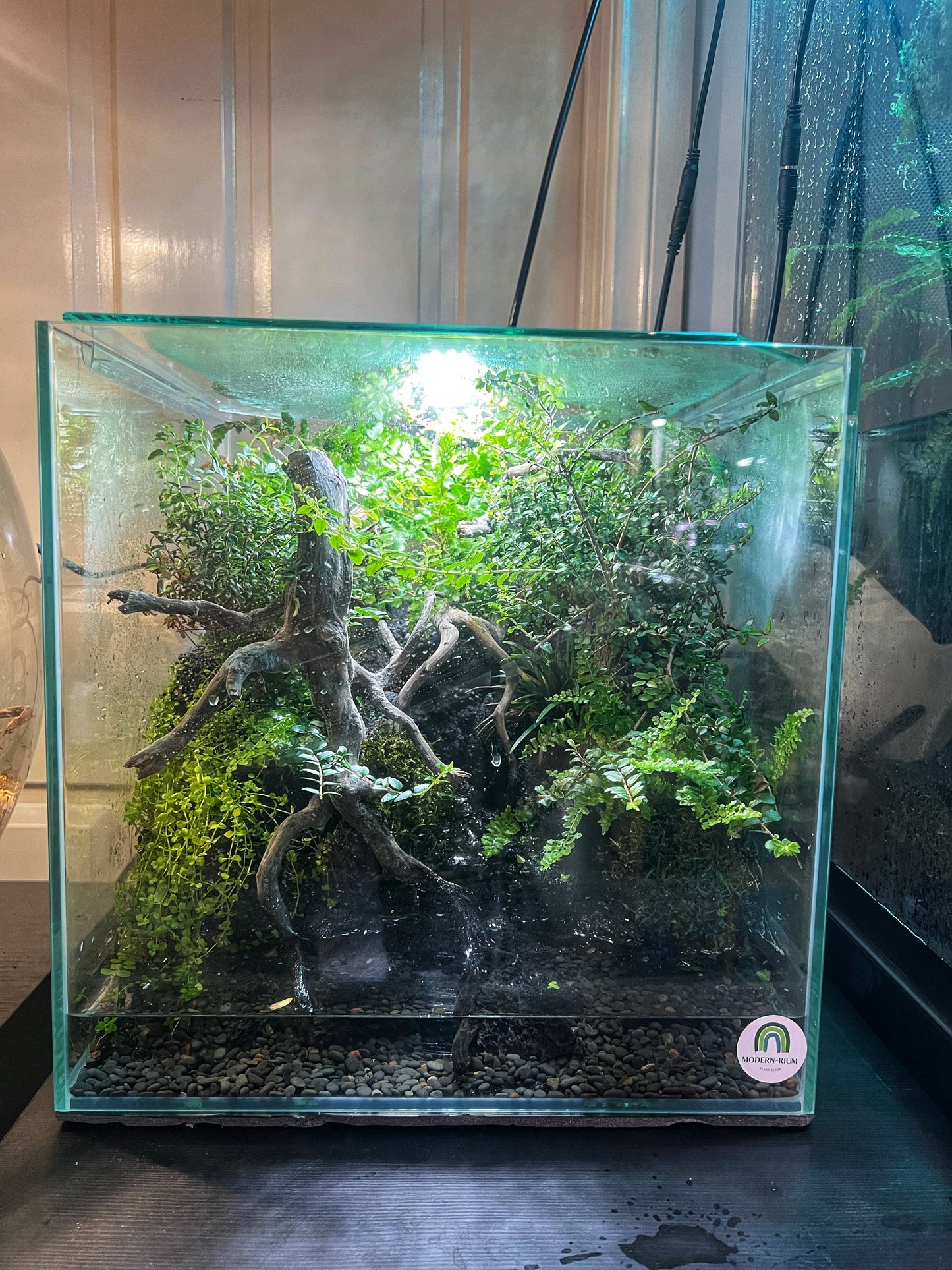 Vivarium Terrarium PaludariumVivarium Terrarium Paludarium