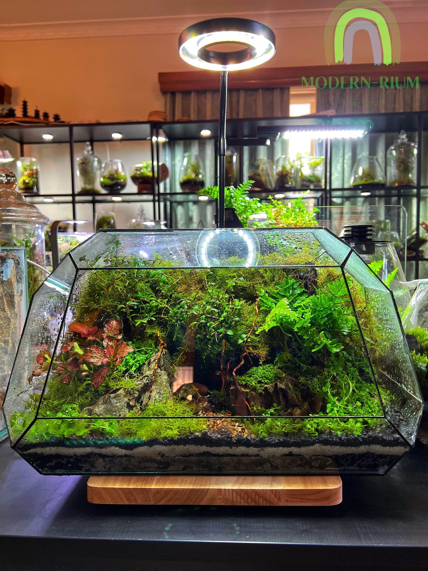 DIY Terrarium Kit 38x25 Geometric Terrarium “The Bus”