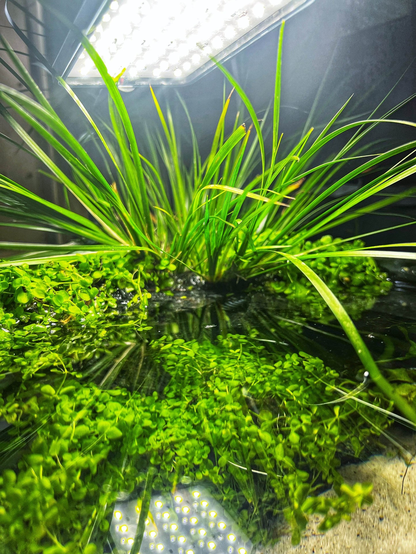 Aquarium 30cm wide bowl river bank style