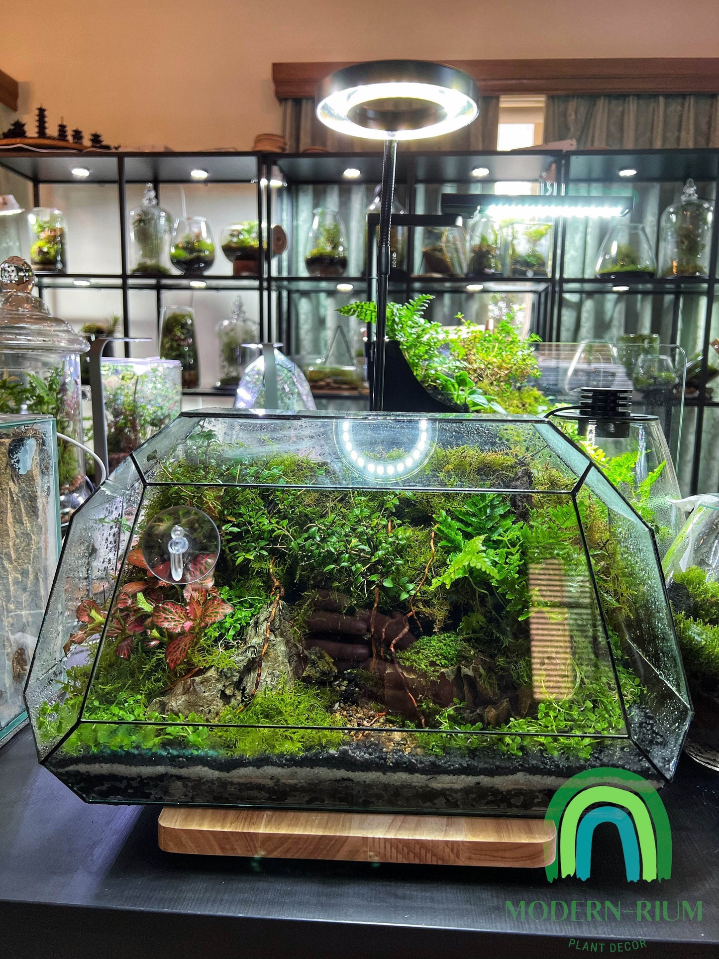 DIY Terrarium Kit 38x25 Geometric Terrarium “The Bus”