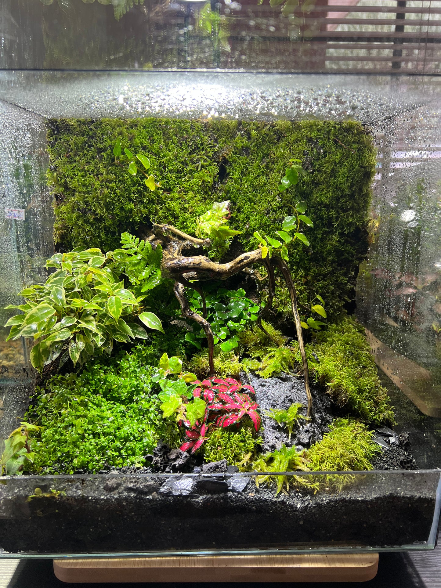 Nature in a box - Moss wall- Large size
