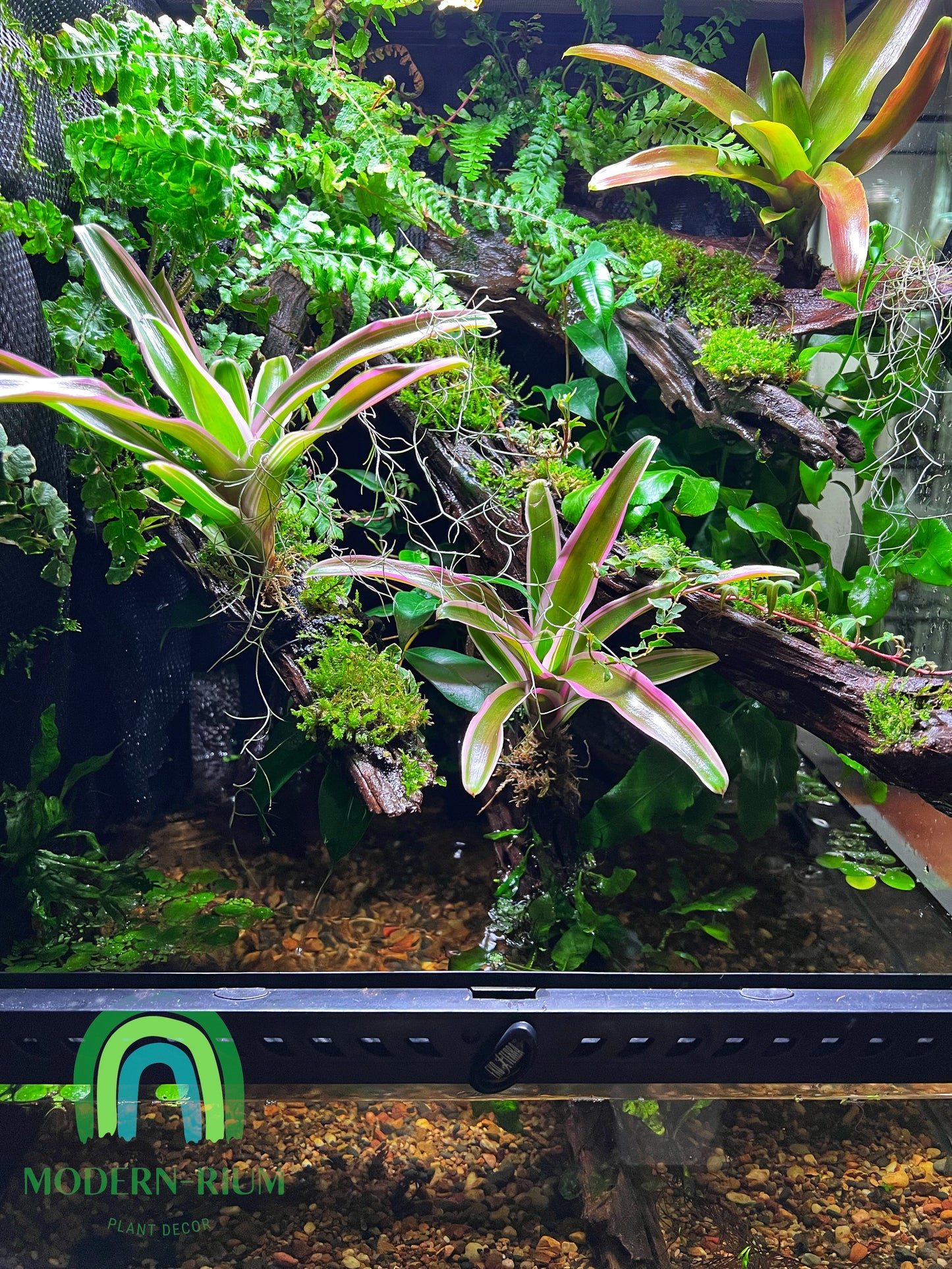 Vivarium Terrarium PaludariumVivarium Terrarium Paludarium