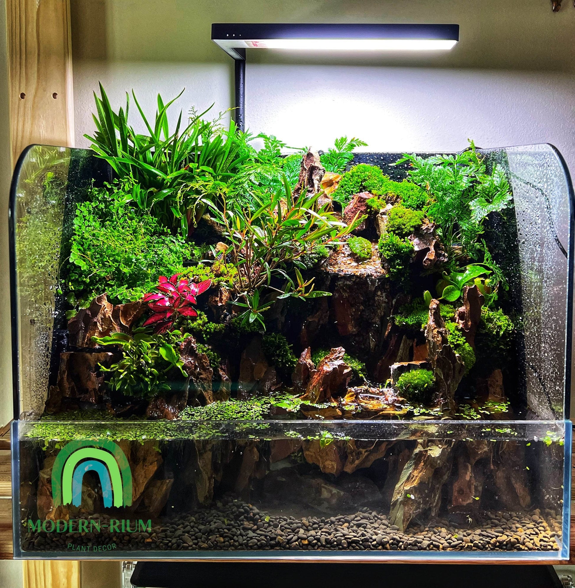 Vivarium Terrarium PaludariumVivarium Terrarium Paludarium