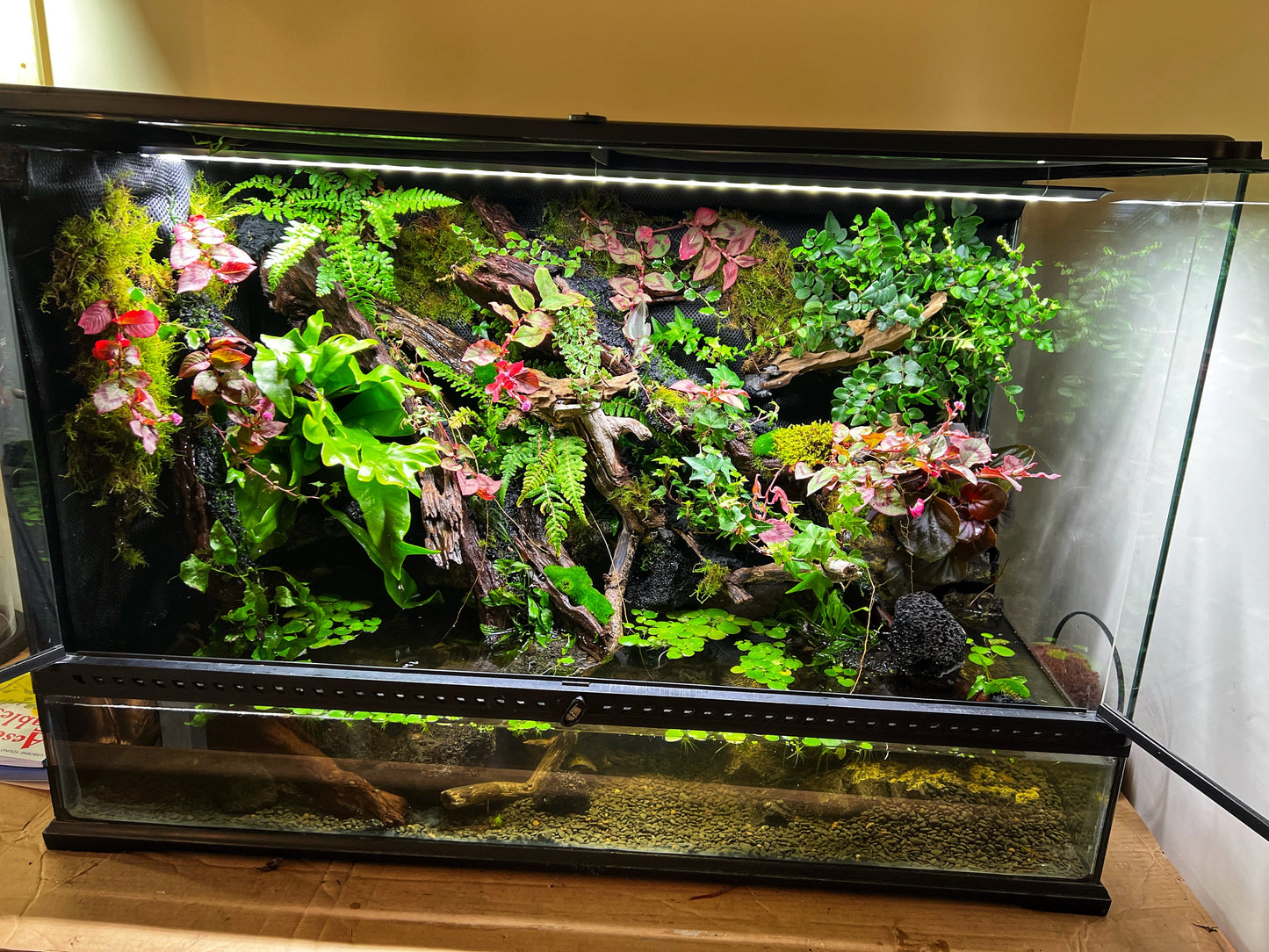 Vivarium Terrarium PaludariumVivarium Terrarium Paludarium