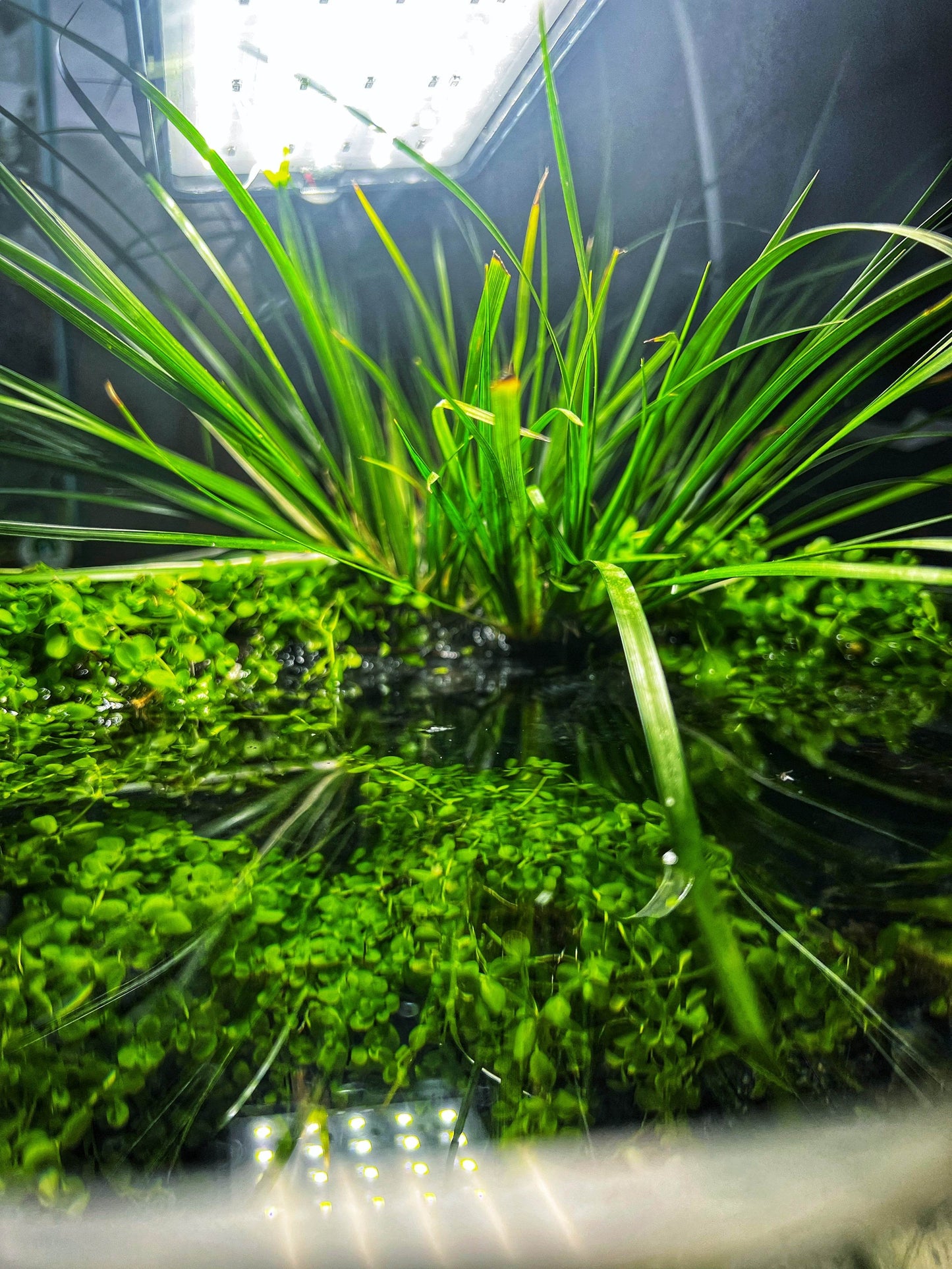 Aquarium 30cm wide bowl river bank style