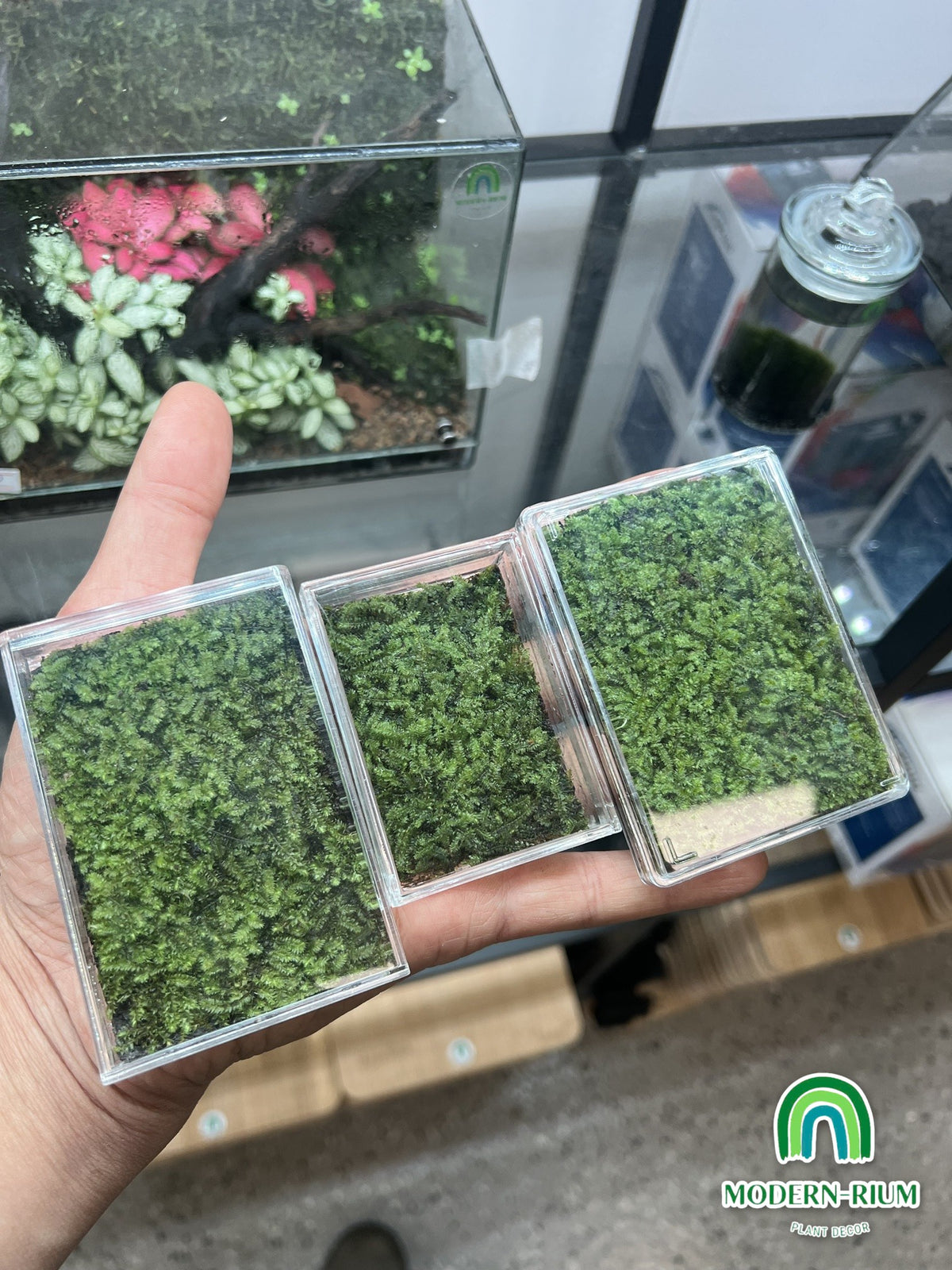 Three Moss Pet acrylic moss boxes – view 6