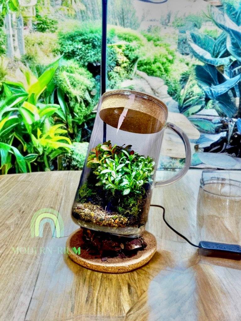 verdea_terrarium_in_glass_pitcher