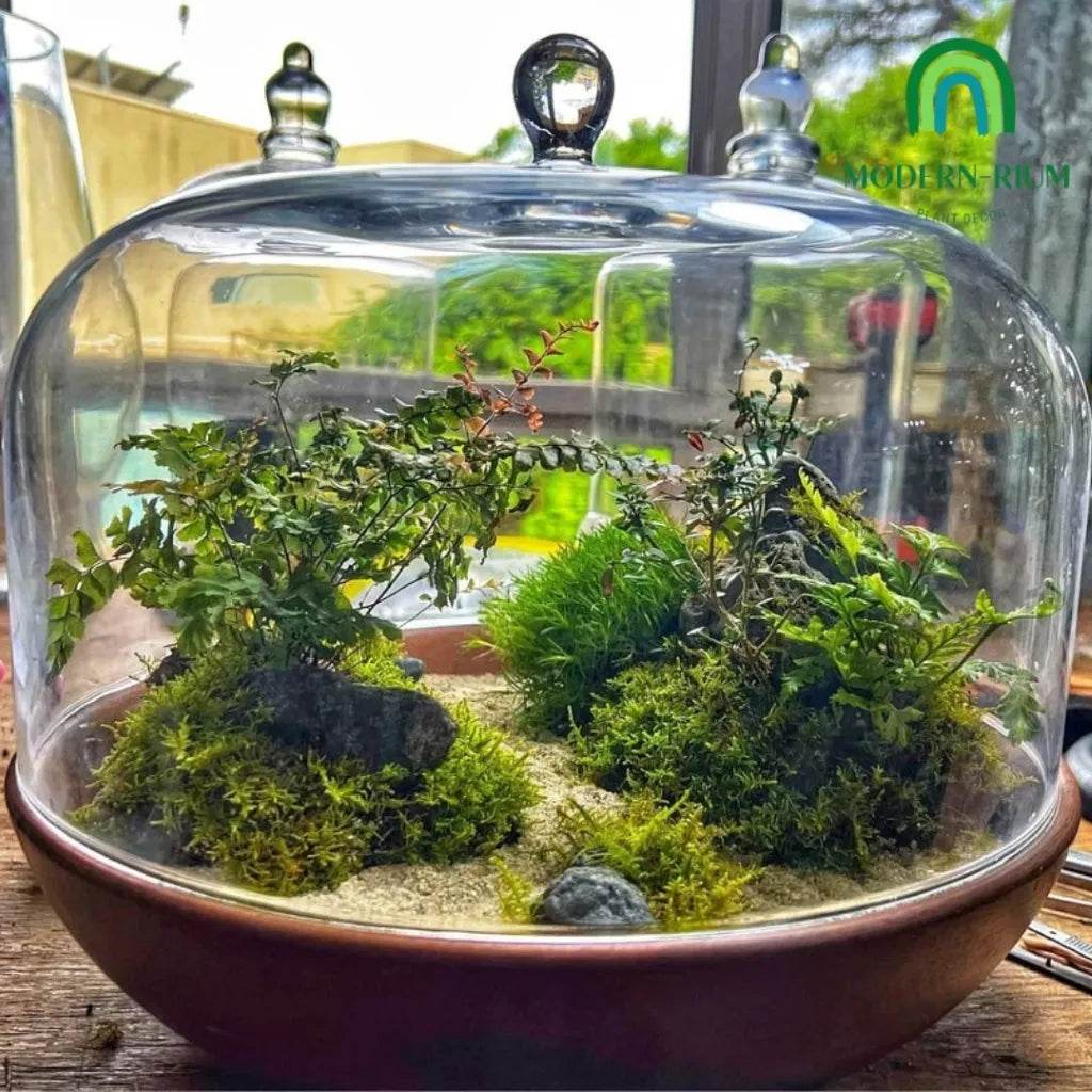 japanese terrarium plants Zen Garden Small Zen-themed Terrarium