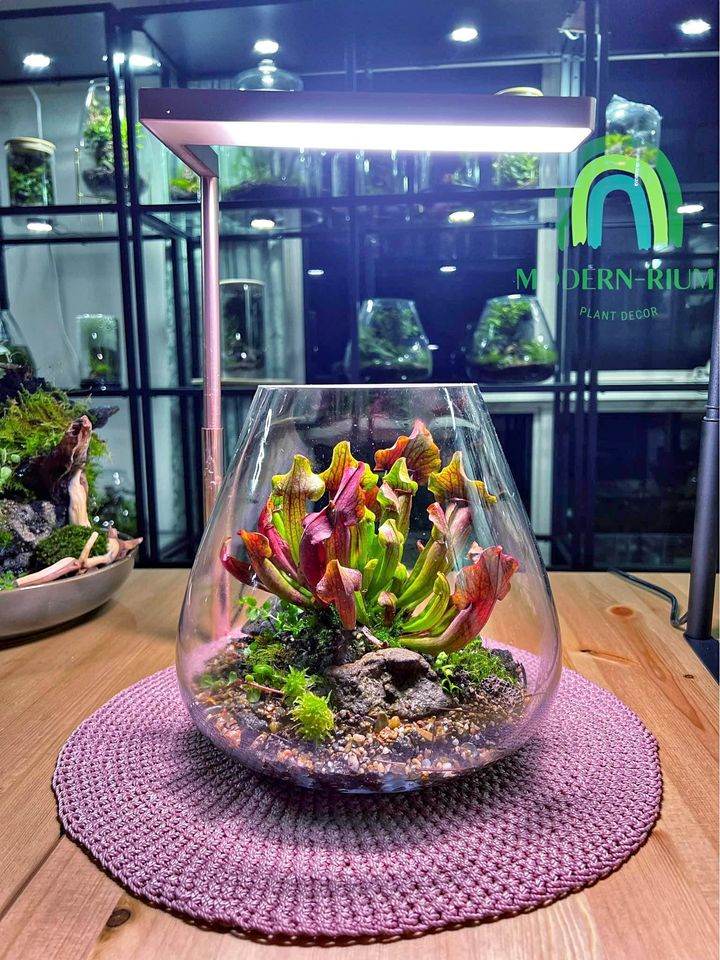 carnivorous plant terrarium KingThe King of The Bogmodernrium