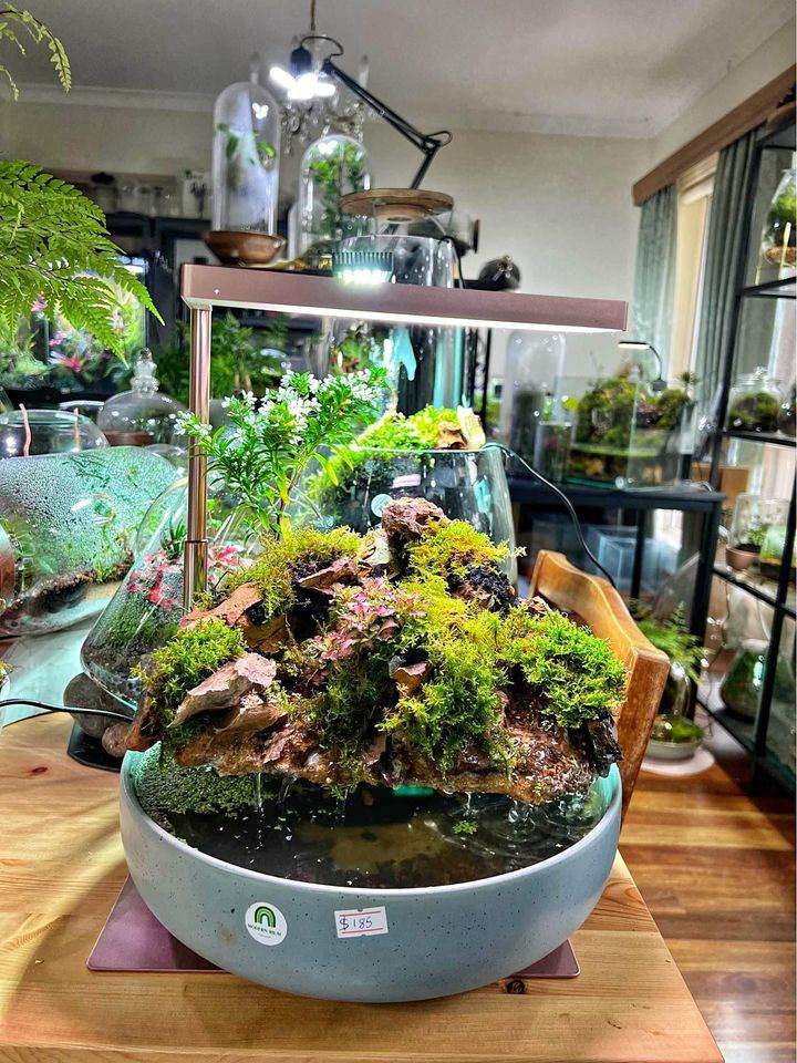 bonsai tree in vivarium Bonsai Aquarium TerrariumBonsai Aquarium Terrariummodernrium