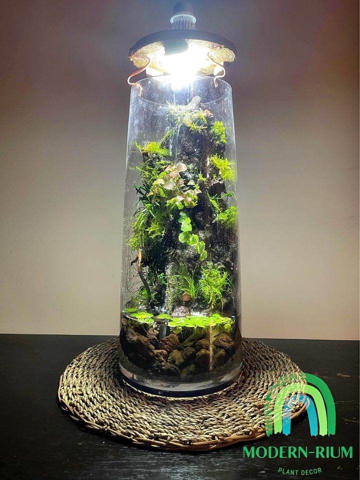 plant terrarium with waterfall Waterfall Aqua TerrariumWaterfall Aqua Terrariummodernrium