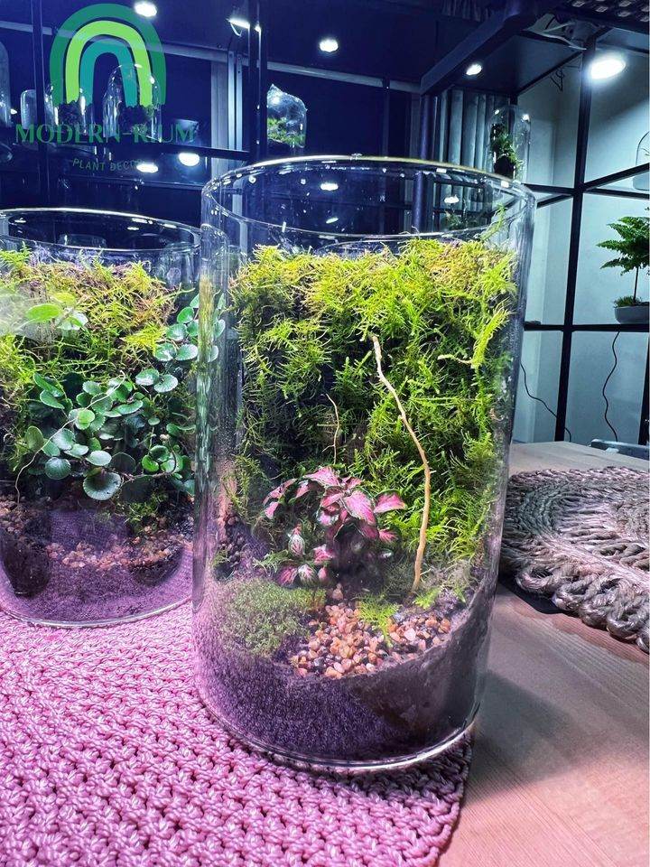 Mosswall terrarium in a clear glass container with lush green moss and small plants, styled for modern home decor
