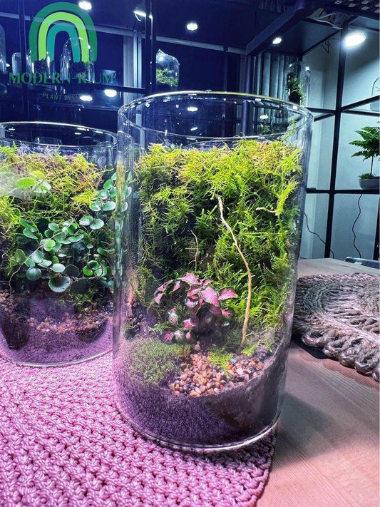 Mosswall terrarium in a clear glass container with lush green moss and small plants, styled for modern home decor