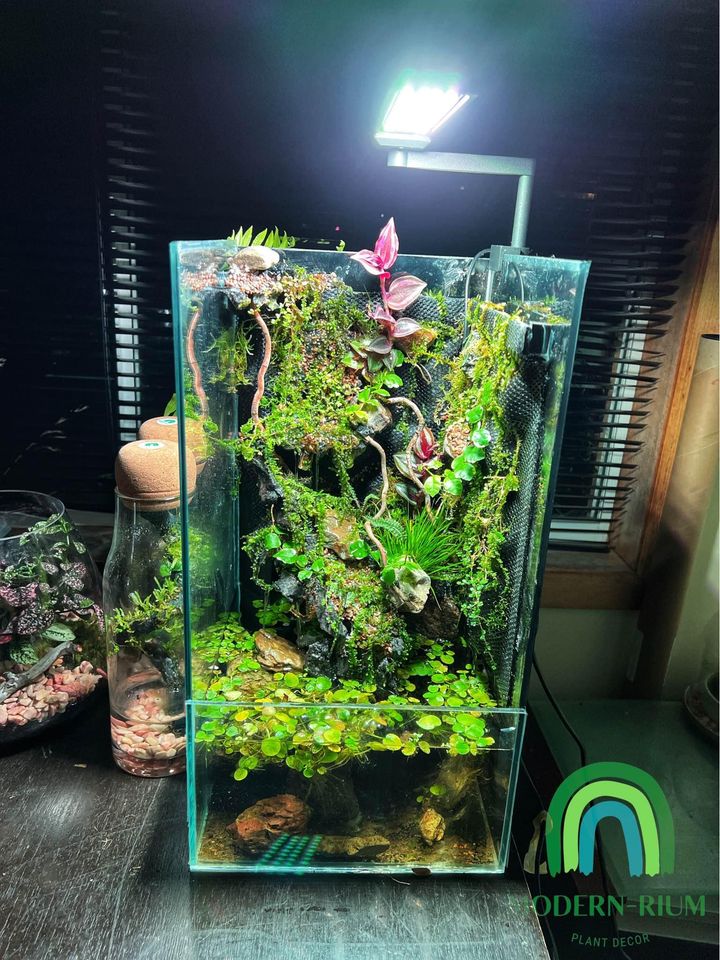 Vivarium Terrarium PaludariumVivarium Terrarium Paludarium